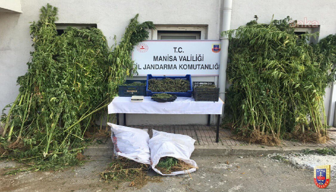 JANDARMADAN 3 İLDE DAHA UYUŞTURUCU OPERASYONU