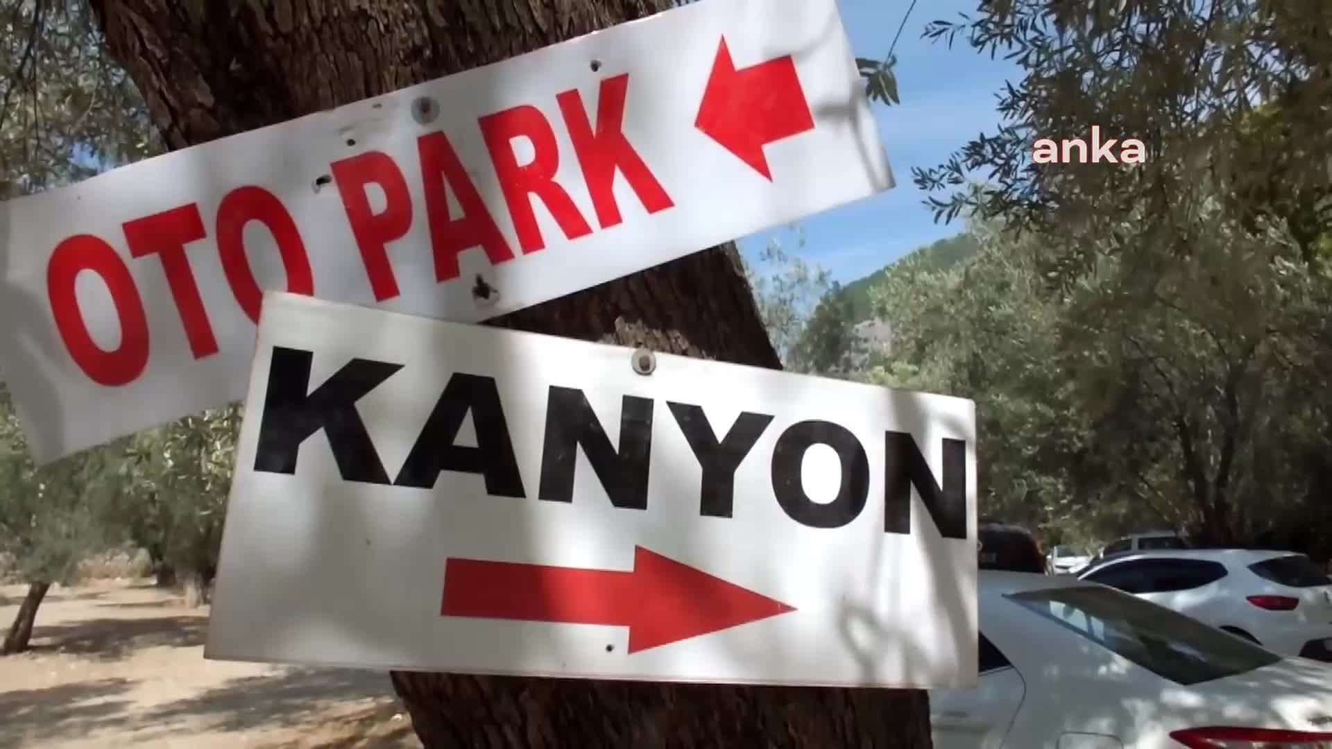 ŞAHİNDERESİ KANYONU'NDAKİ  750 YILLIK ÇINAR AĞACI İLGİ ODAĞI OLDU