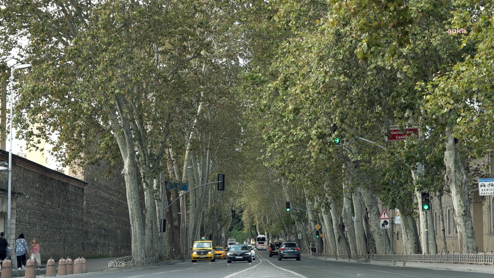 DOLMABAHÇE VE ÇIRAĞAN CADDELERİNDEKİ ÇINAR AĞAÇLARI YENİLENDİ