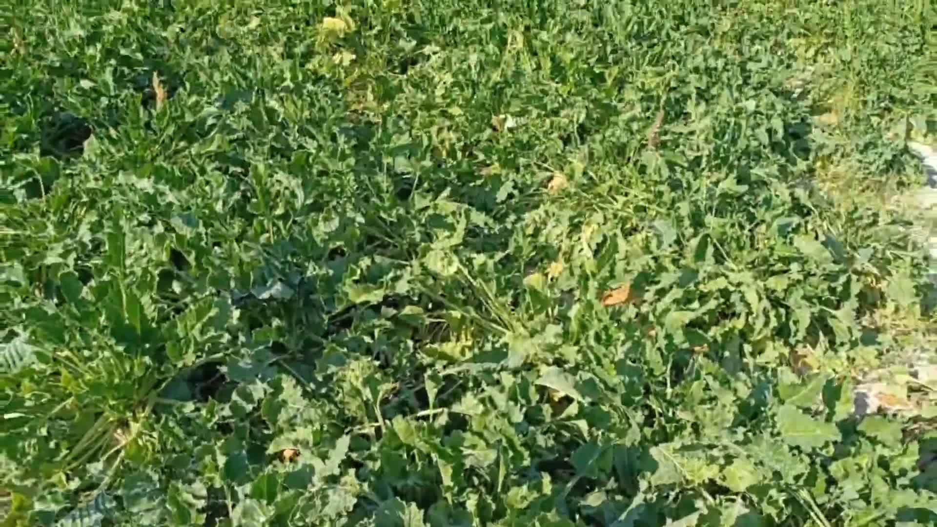 TARIM VE ORMAN BAKANLIĞI ŞEKER PANCARI FİYATINI HENÜZ AÇIKLAMADI, ÇİFTÇİ İSE TON BAŞINA EN AZ 2 BİN 500 LİRA FİYAT BEKLİYOR