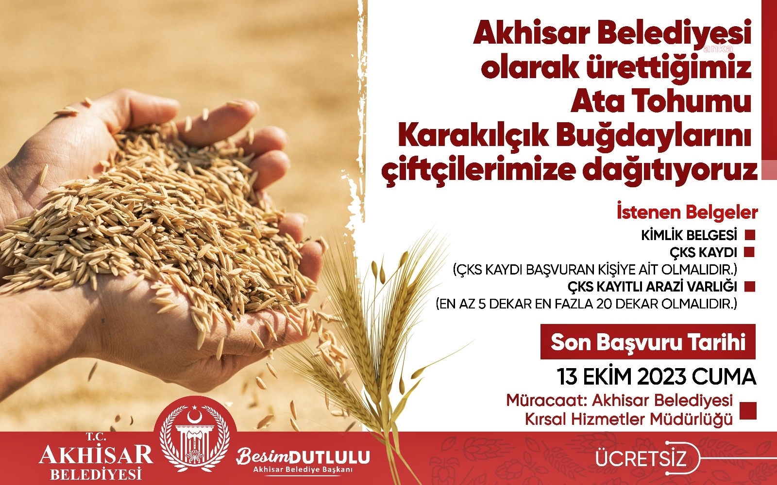 AKHİSAR BELEDİYESİ’NDEN ÇİFTÇİYE ÜCRETSİZ ATA TOHUMU KARAKILÇIK BUĞDAYI DESTEĞİ
