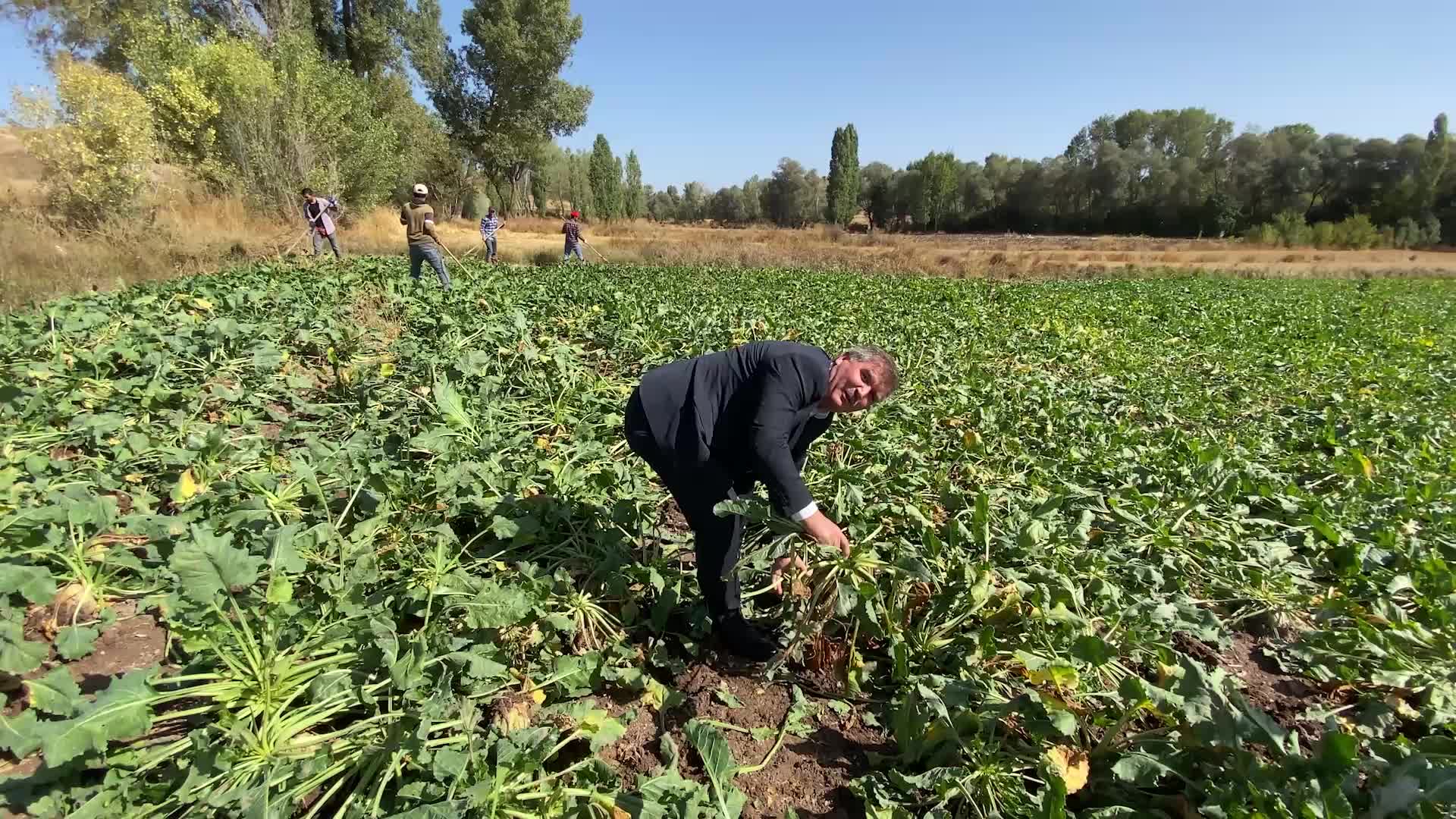 YOZGAT'TA ŞEKER PANCARI HASATINA BAŞLANDI, ÇİFTÇİ YÜKSEK REKOLTE BEKLİYOR
