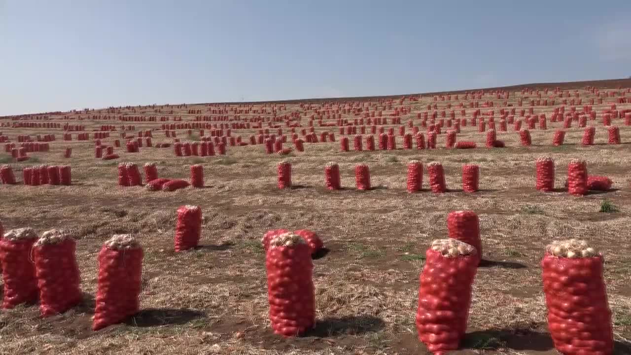 OKULLAR AÇILMASINA RAĞMEN MEVSİMLİK TARIM İŞÇİSİ ÇOCUKLAR TARLADA ÇALIŞIYOR... "PARA OLMAZSA BENİ OKULA NASIL GÖNDERECEKLER"