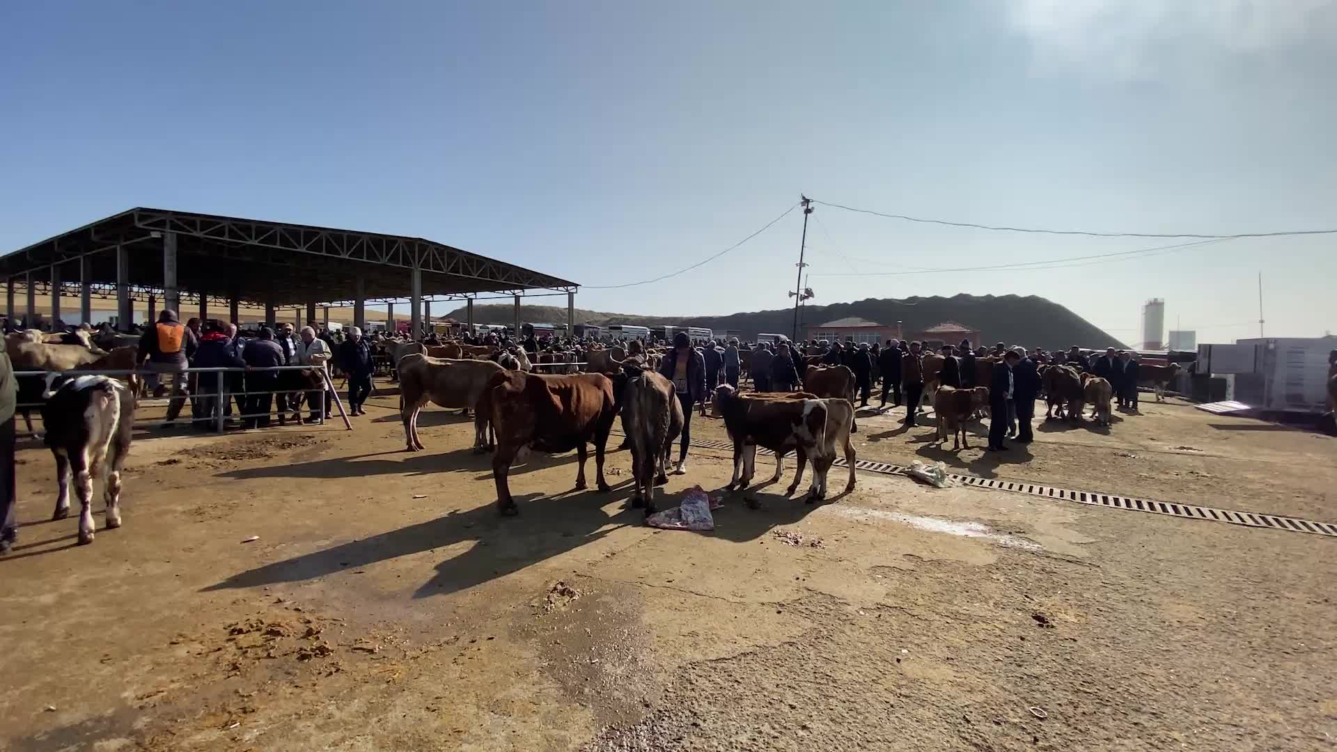 YOZGAT’TA CANLI HAYVAN PAZARLARI AÇILDI, BESİCİ GİRDİ MALİYETLERİNDEN YAKINDI