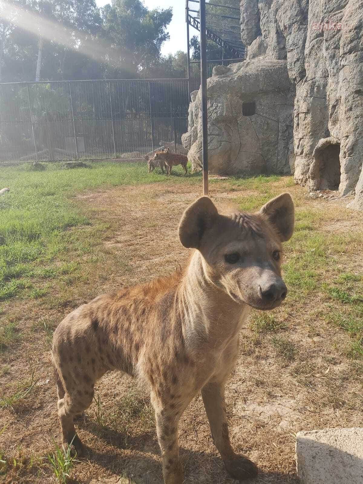 TARSUS DOĞA PARKI, İZMİR’DEN GELEN 57 YABAN HAYVANININ YENİ YUVASI OLDU