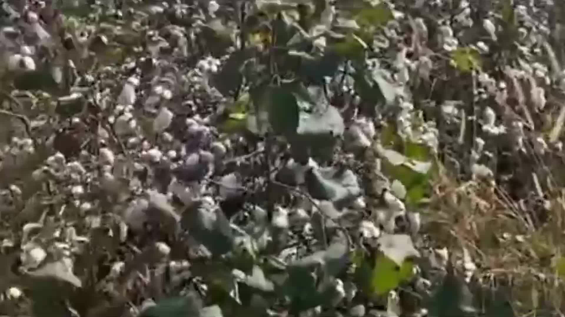 KADİRLİLİ PAMUK ÜRETİCİSİ VE FABRİKA SAHİBİ: "BİZ ARTIK KAPATMA NOKTASINA GELDİK"