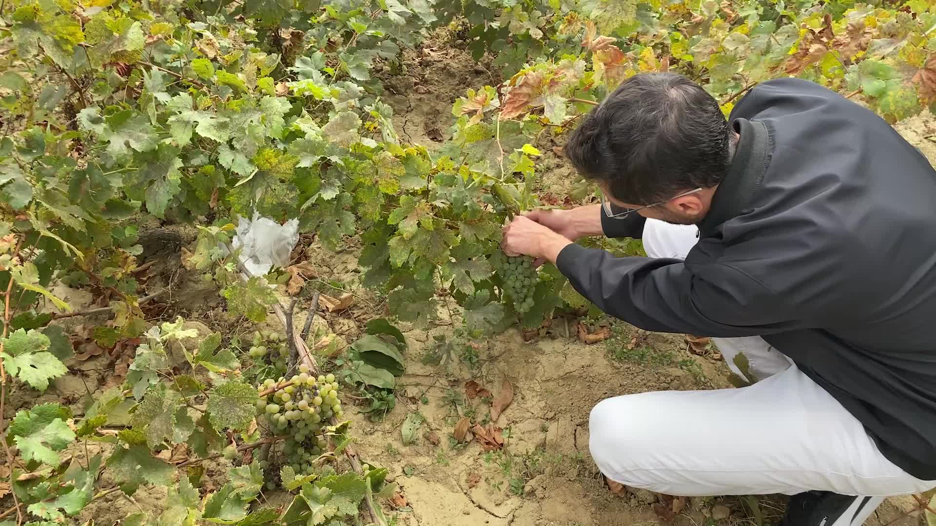 YOZGAT’TA BAĞ BOZUMUNUN ARDINDAN TOPLANAN ÜZÜMLER KAYNATILIP PEKMEZ YAPILMAYA BAŞLANDI