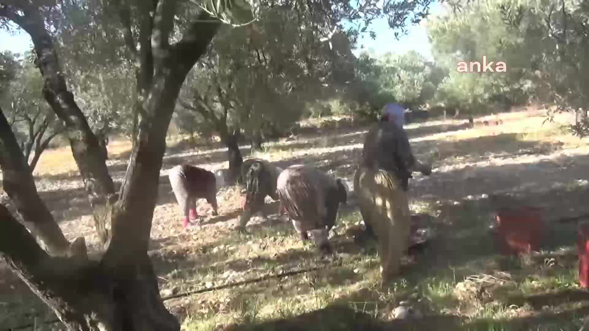 İZMİR BERGAMA'DA ZEYTİN HASADI BAŞLADI… ZEYTİN İŞÇİSİ: "BU YIL VATANDAŞ HAYATTA ZEYTİNYAĞI YİYEMEZ"