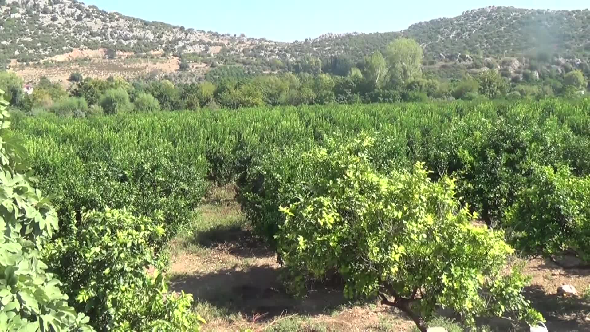 ÜRÜNLERİ DALINDA KALAN KOZANLI NARENCİYE ÜRETİCİSİ: "130 TON İLE 150 TON ARASINDA MANDALİNAM VAR. DAHA 1 KİLO SATAMADIM"