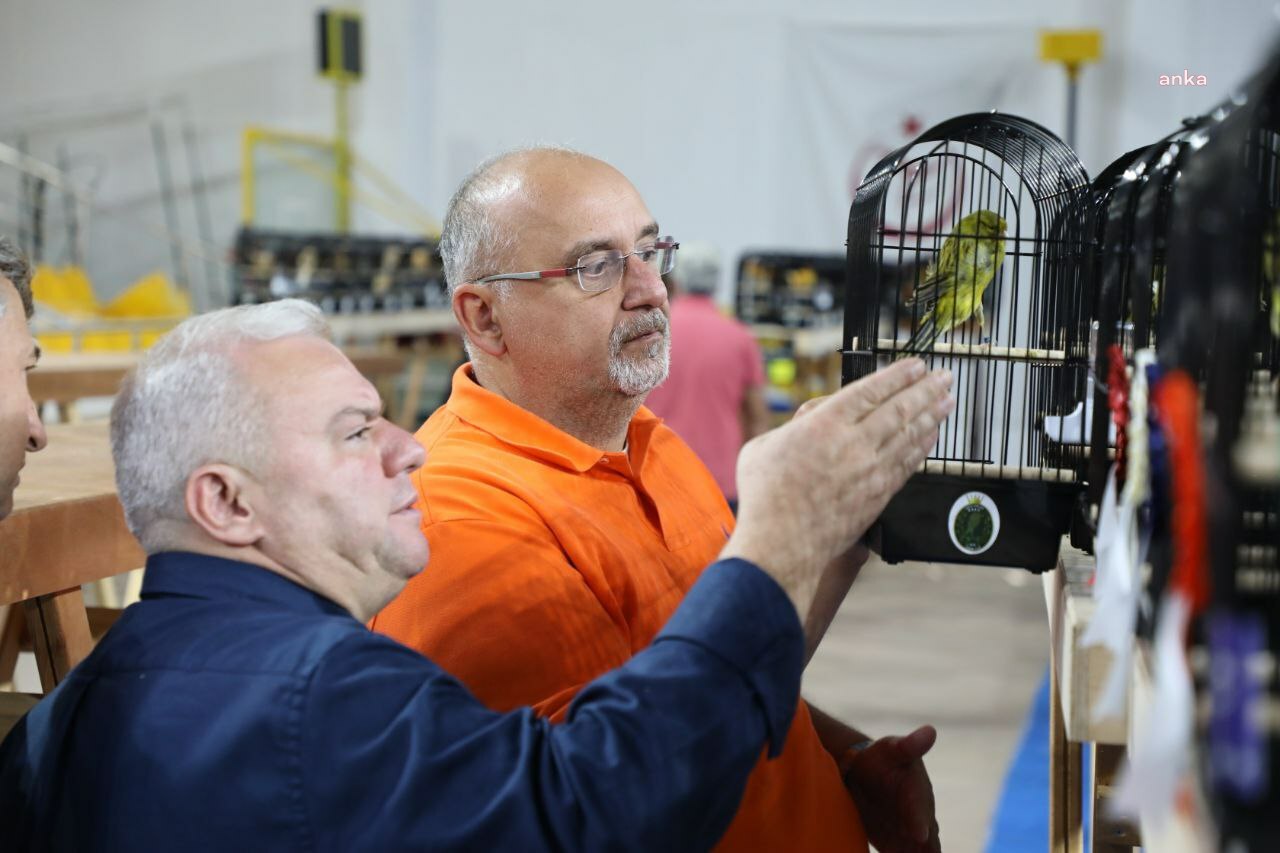 DÜNYANIN EN BÜYÜK KANARYA YARIŞMASI EDREMİT'TE