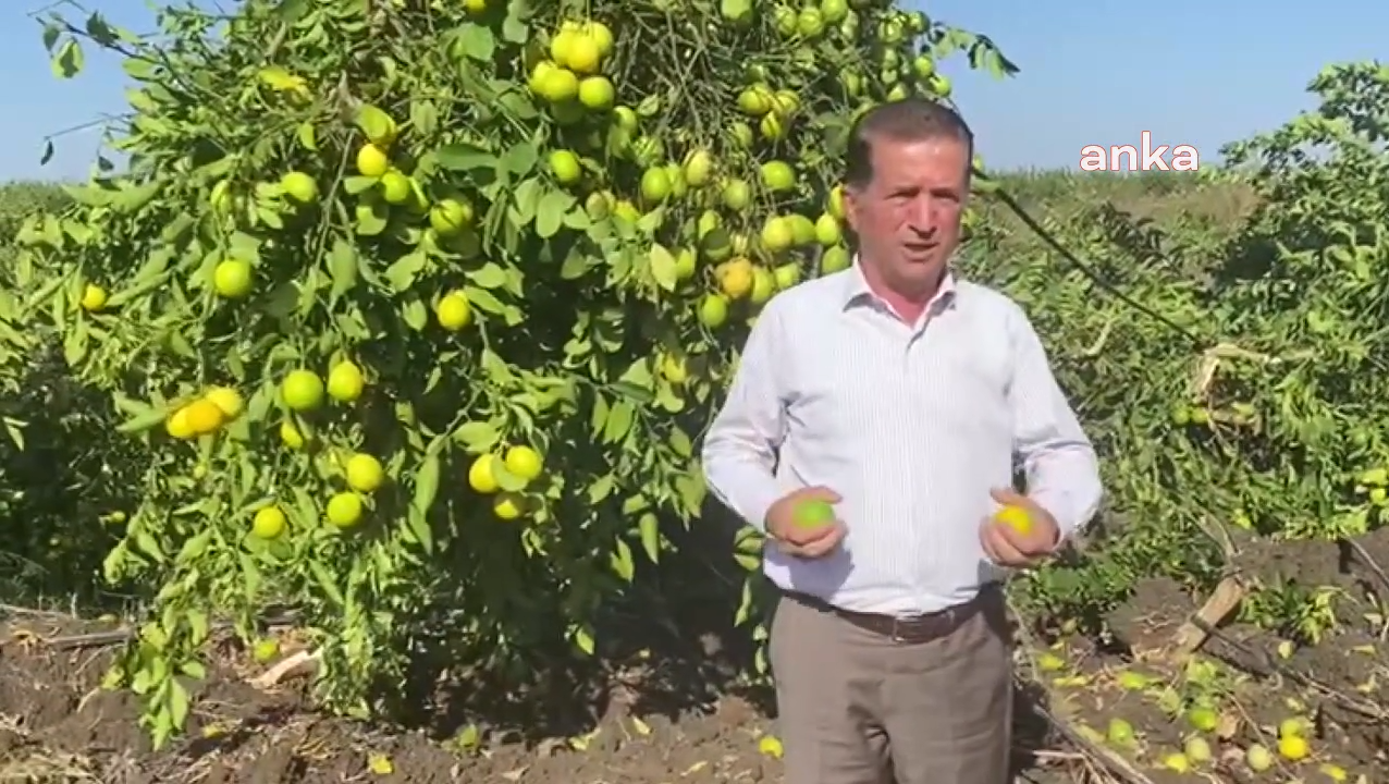 ADANA'DA LİMON AĞAÇLARI KESİLİYOR... YÜREĞİR ZİRAAT ODASI BAŞKANI DOĞAN: "ÇİFTÇİ LİMONU KÖKÜNDEN SÖKÜP BİYOKÜTLE TESİSLERİNE GÖNDERMEKTE"