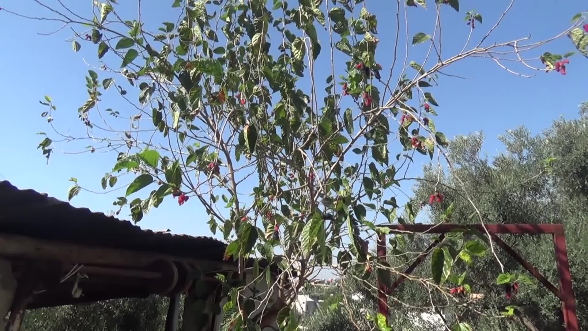 KADİRLİ’DE DUT AĞACI İKİNCİ KEZ MEYVE VERDİ