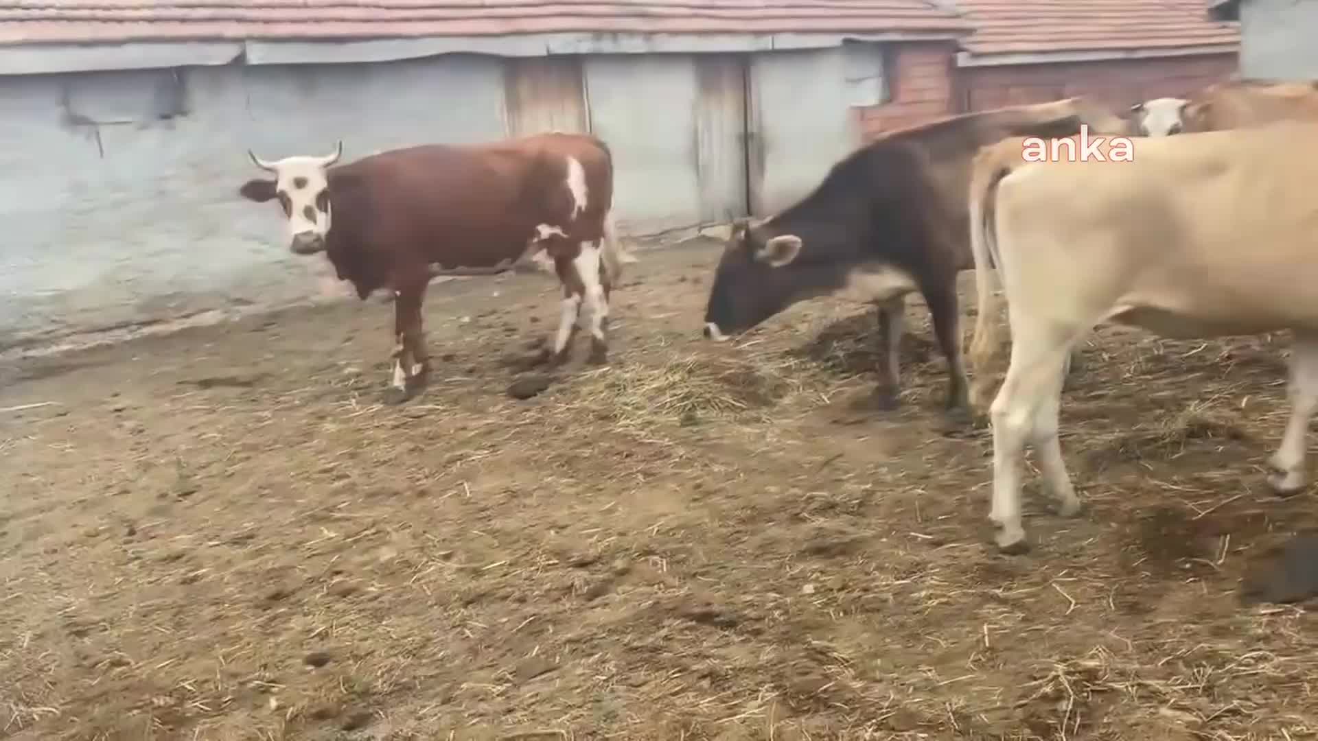 ET VE SÜT KURUMU RAPORU, ŞAP HASTALIĞI İÇİN ‘KAYGILANACAK DURUM YOK’ DİYEN TARIM VE ORMAN BAKANLIĞI İLE ÇELİŞTİ: BUGÜN ŞAP HASTALIĞININ SAT-2 TİPİ SALGIN OLARAK ÜLKEMİZDE BİRÇOK BÖLGEDE ÇOK SAYIDA GÖRÜLMEKTE VE ÖNEMLİ VERİM KAYIPLARINA YOL AÇMAKTADIR