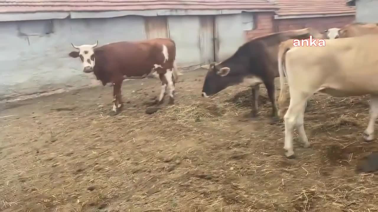 ET VE SÜT KURUMU RAPORU, ŞAP HASTALIĞI İÇİN ‘KAYGILANACAK DURUM YOK’ DİYEN BAKANLIK İLE ÇELİŞTİ: ŞAP HASTALIĞININ SAT-2 TİPİ SALGIN OLARAK ÜLKEMİZDE BİRÇOK BÖLGEDE GÖRÜLMEKTE VE ÖNEMLİ VERİM KAYIPLARINA YOL AÇMAKTADIR
