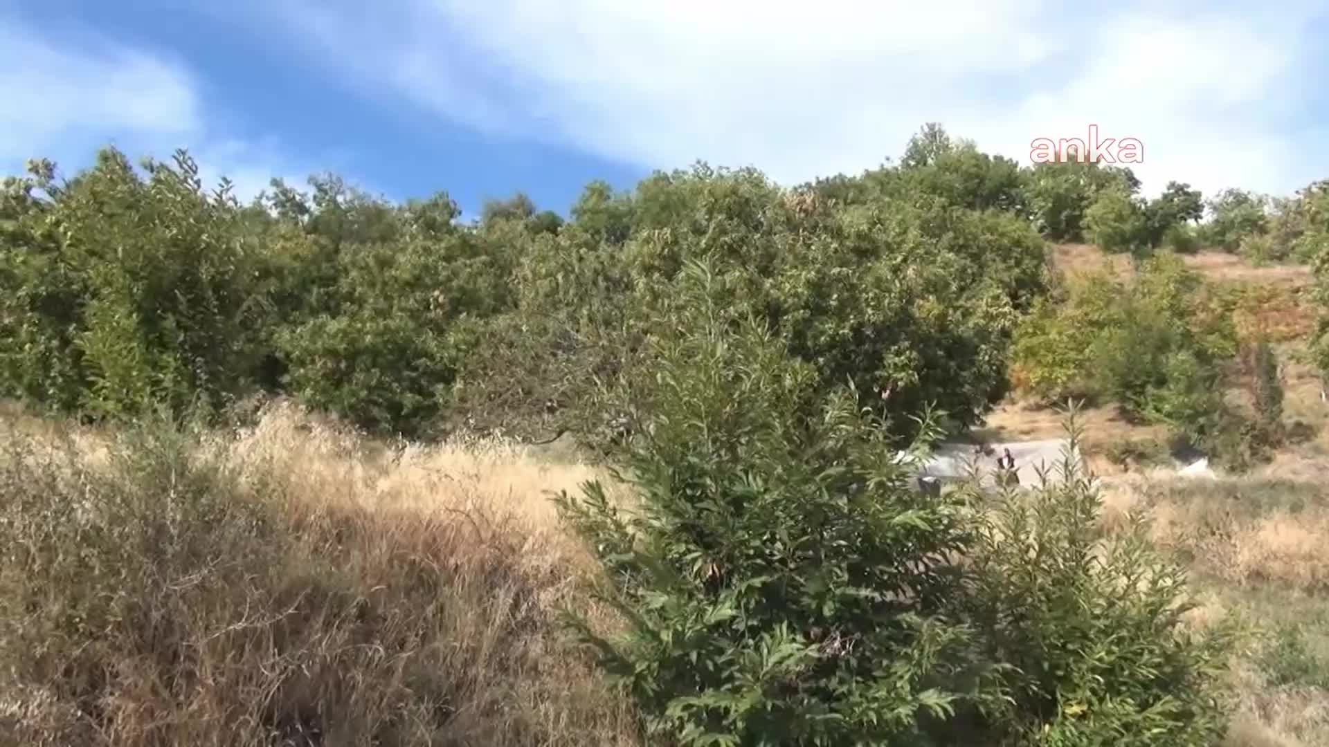 AYDIN NAZİLLİ'DE KESTANE HASADI BAŞLADI