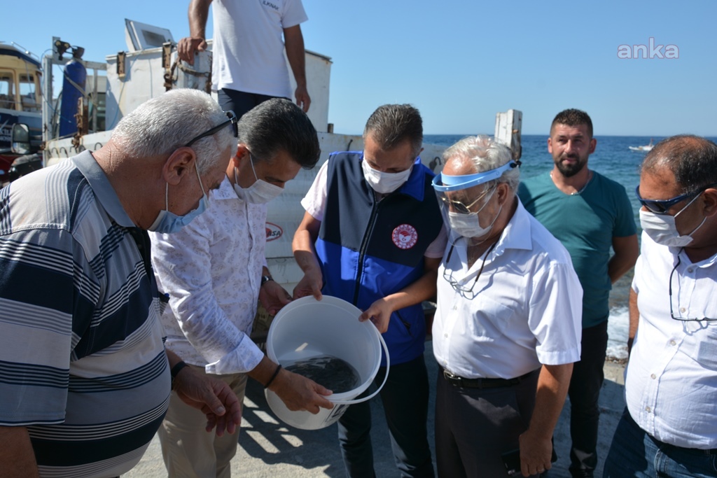 DİKİLİ'DE YAVRU BALIKLAR DENİZLE BULUŞTU
