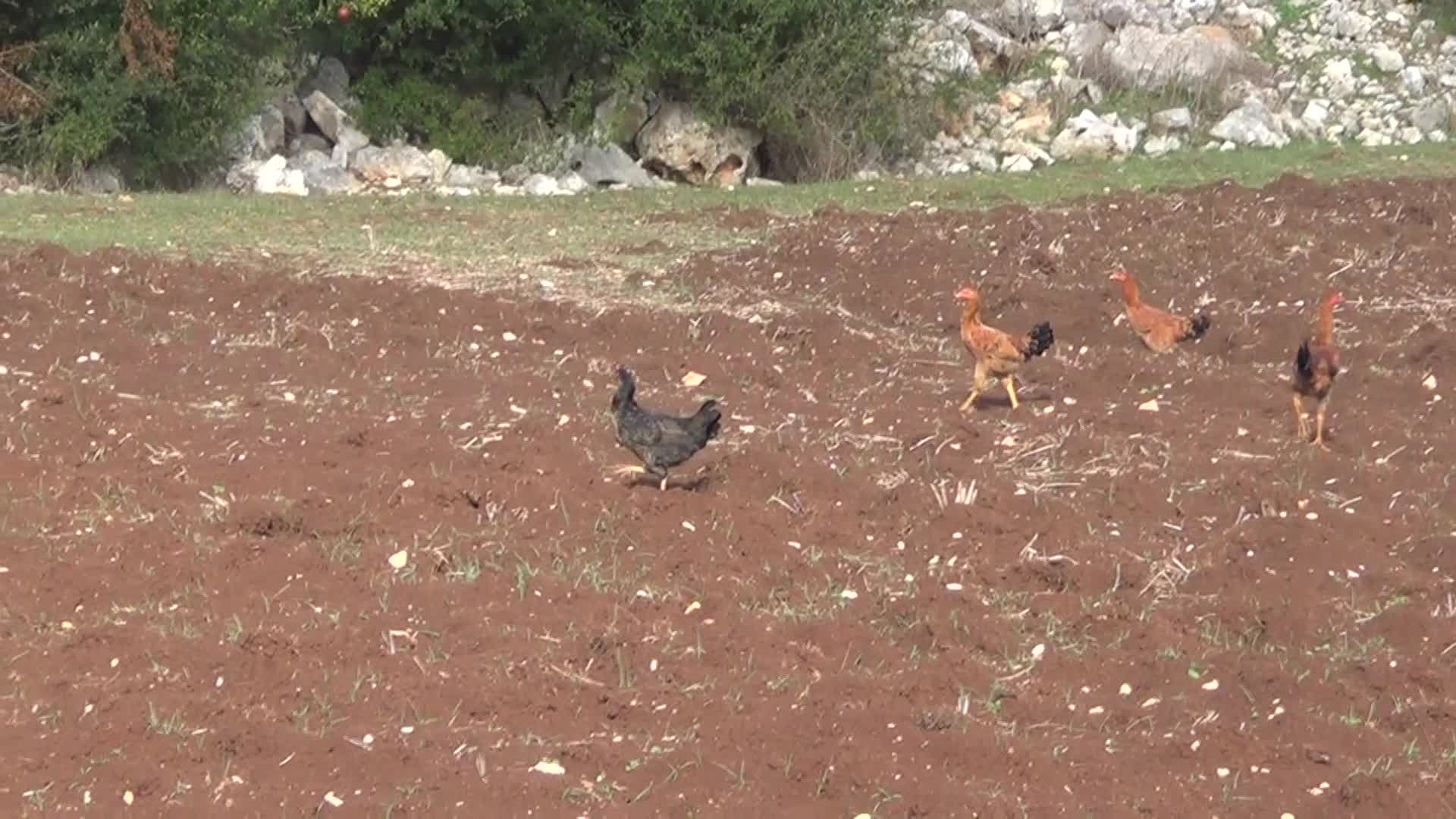 TARLASINA YETERİ KADAR GÜBRE ATAMAYAN ÇİFTÇİ, ÇÖZÜMÜ TARLASINDA HAYVANLARINI GEZDİREREK DOĞAL GÜBRELEME YÖNTEMİNDE BULDU