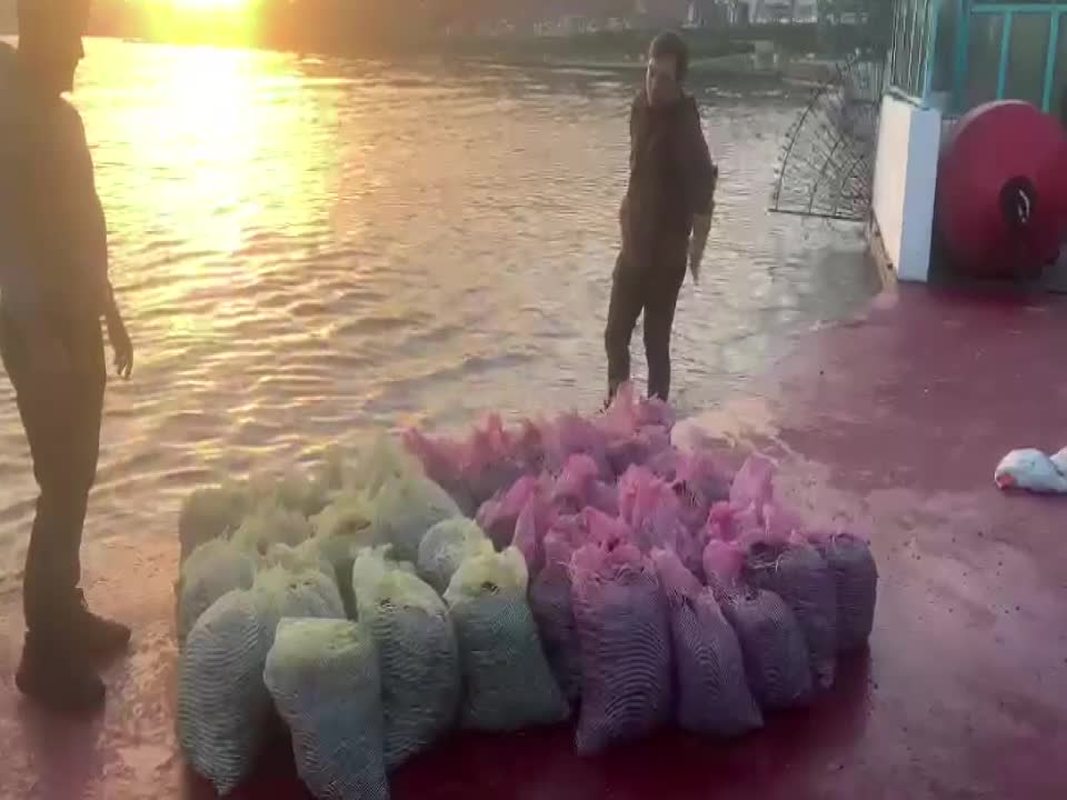 İSTANBUL'DA 1 TON KAÇAK MİDYE ELE GEÇİRİLDİ
