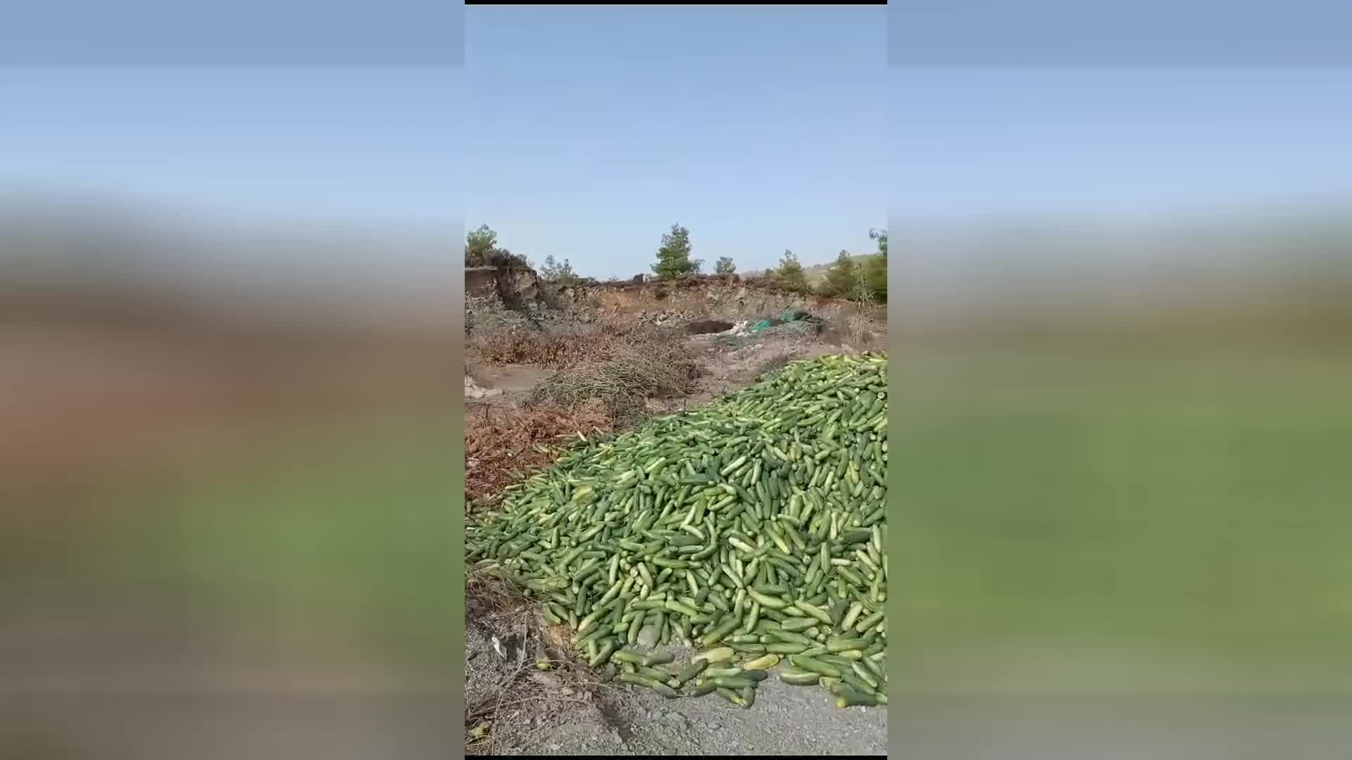 ANTALYALI ÇİFTÇİ, PARA ETMEYİNCE SALATALIĞINI ÇÖPE DÖKTÜ: "ÇİFTÇİNİN EMEĞİ İLE BU KADAR OYNANMAZ"