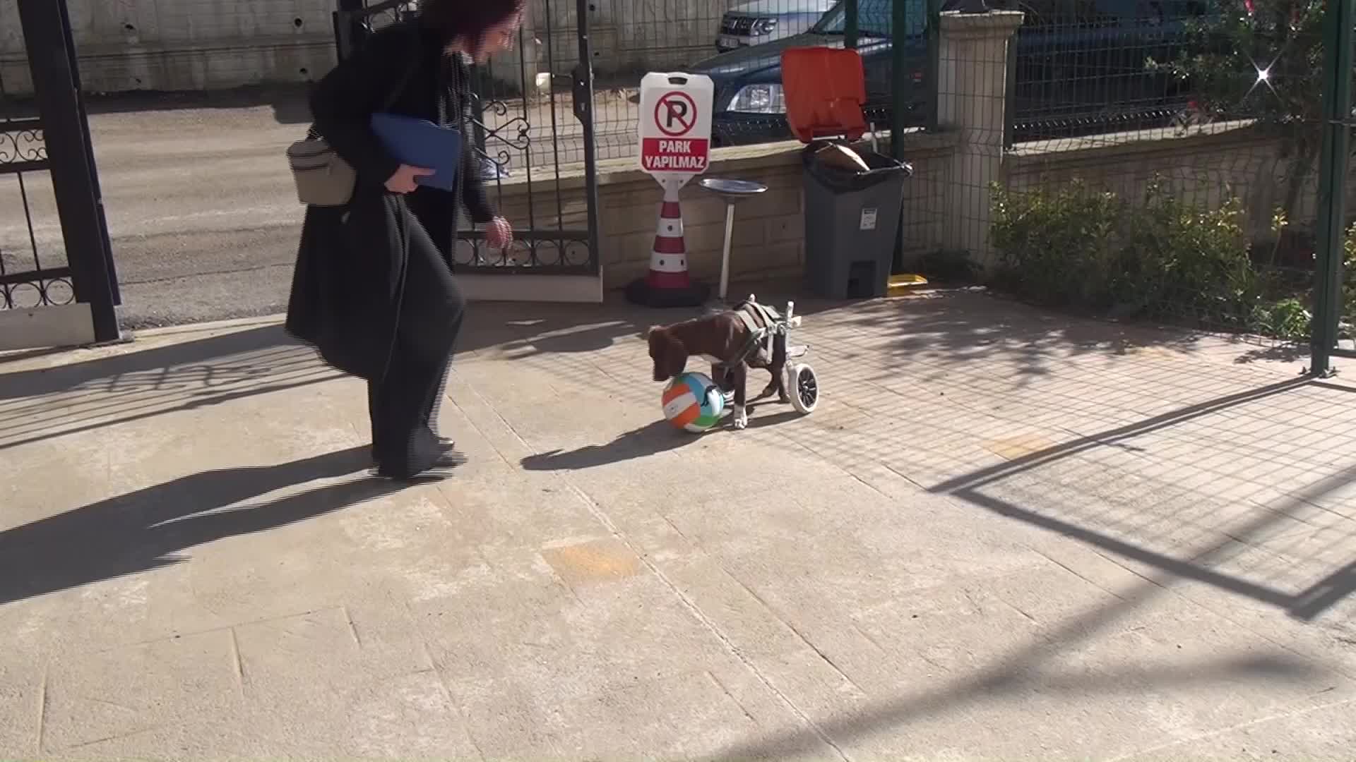 SİNOP’TA YURT BAHÇESİNDE KALAN FELÇLİ KÖPEK 'ŞANSLI' MASKOT HALİNE GELDİ