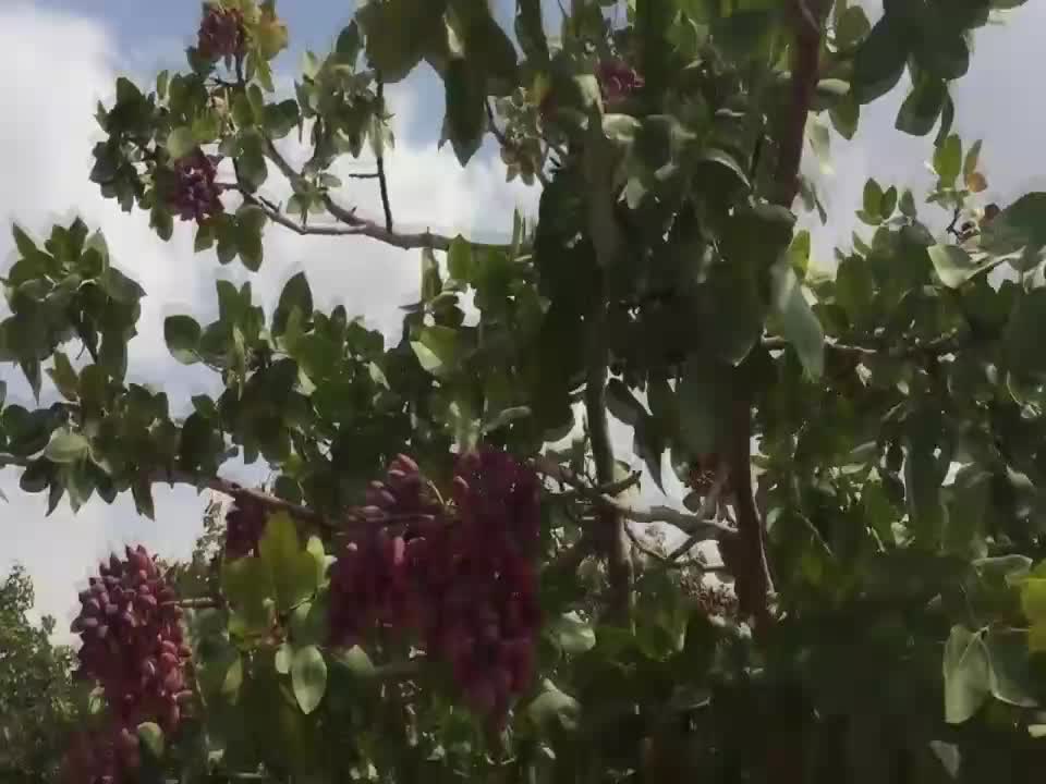 TZOB GENEL BAŞKANI BAYRAKTAR: KAÇAK FISTIK GİRİŞİNİ ÖNLEYİN