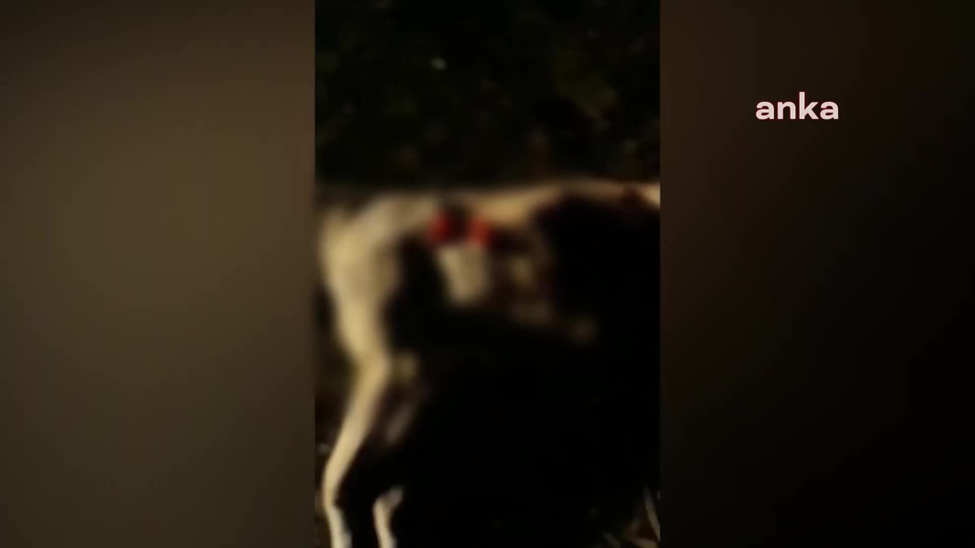 AKSARAY'DA TASMALI ÇOBAN KÖPEĞİ TÜFEKLE ÖLDÜRÜLDÜ. YUSUF COŞKUN: "ŞURADA HASTA KOYUNUM KALSA BAŞINDA BEKLERDİ"