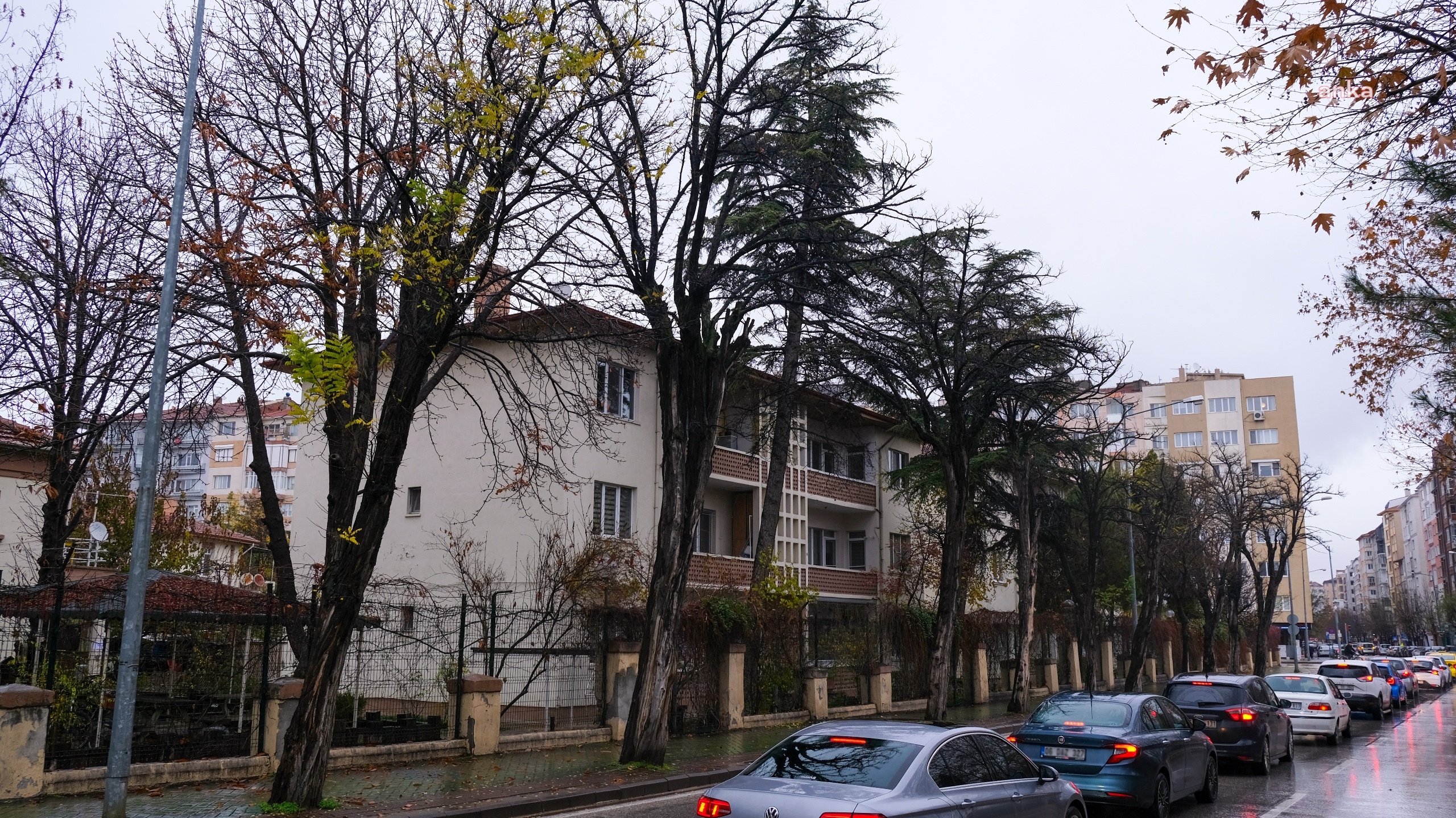 ESKİŞEHİR'DE ÇÜRÜYEN AĞAÇLAR KALDIRILACAK YERİNE SÜS KİRAZI AĞAÇLARI DİKİLECEK