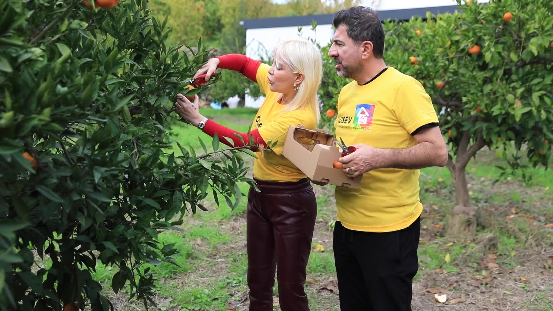 SEFERİHİSAR'DA MANDALİNA ŞENLİĞİ YAPILDI, TOPLANAN MANDALİNALARIN GELİRİ LÖSEV'E BAĞIŞLANDI