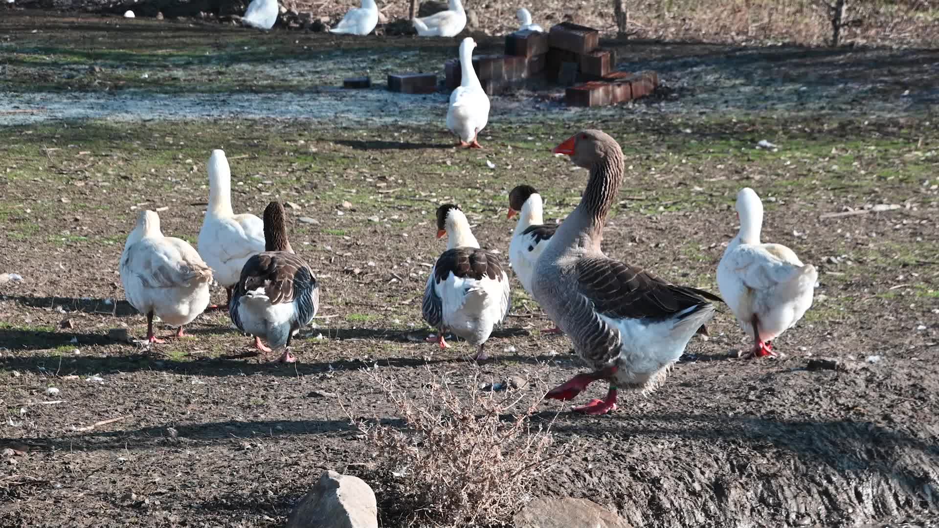 YOZGAT’TA KAZ VE KAZ YUMURTASI ÜRETİMİNDE GERİLEME OLDU