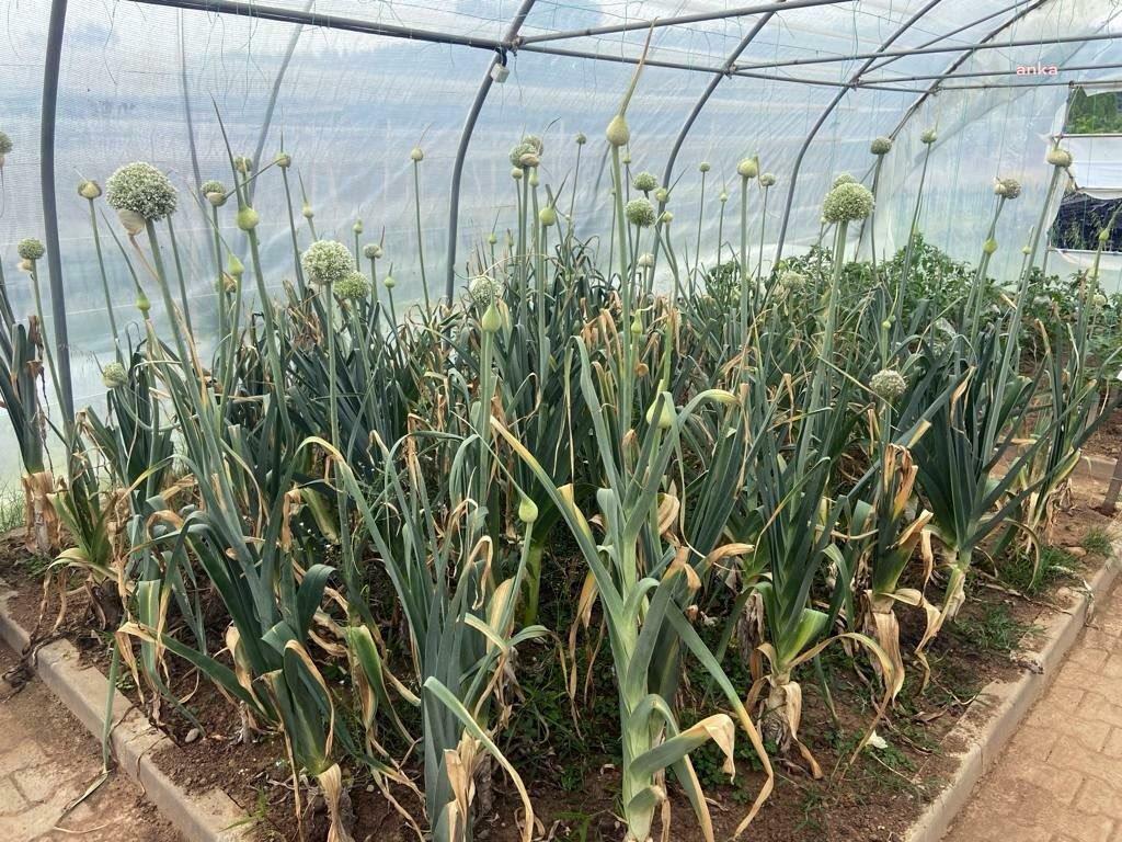 KDZ.EREĞLİ BELEDİYESİ PIRASA TOHUMLARINI EKTİ, BAHARDA FİDELERİ HALKA DAĞITACAK
