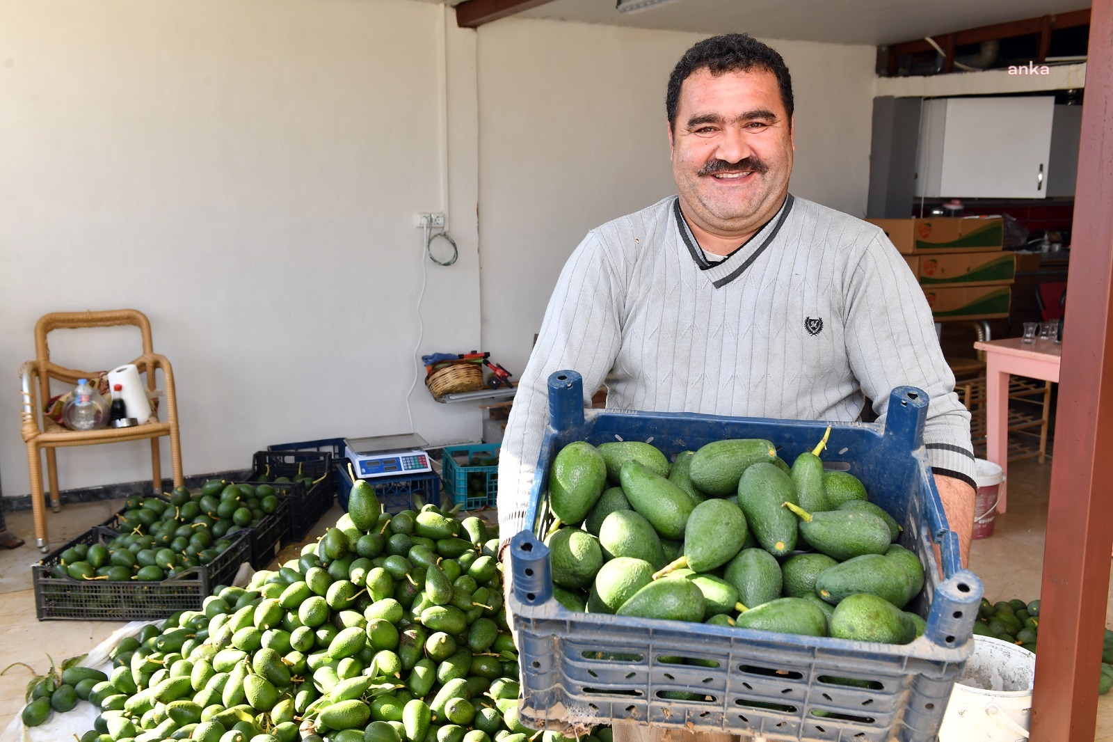 MERSİN BÜYÜKŞEHİR’İN TARIMSAL DESTEKLERİ İLE AVOKADO ÜRETİCİLERİ HASAT YAPTI