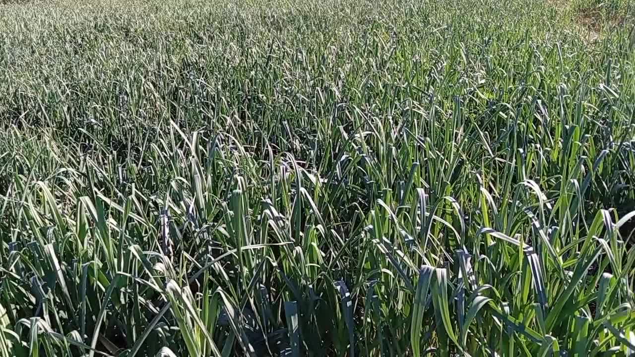 KADİRLİLİ PIRASA ÜRETİCİSİ: "ŞU ANA KADAR ELİMİZE  HİÇ SİFTAH PARA GEÇMEDİ"