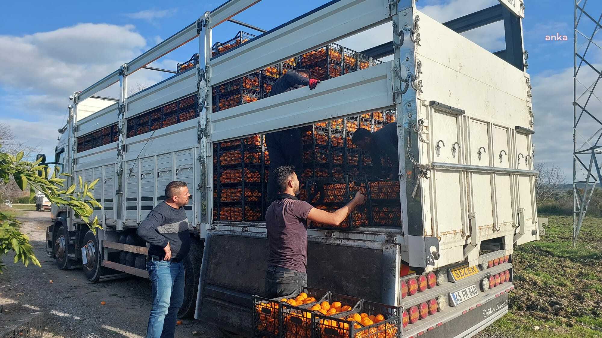 SEFERİHİSAR BELEDİYESİ'NDEN DEPREMZEDELERE 15 TON MANDALİNA
