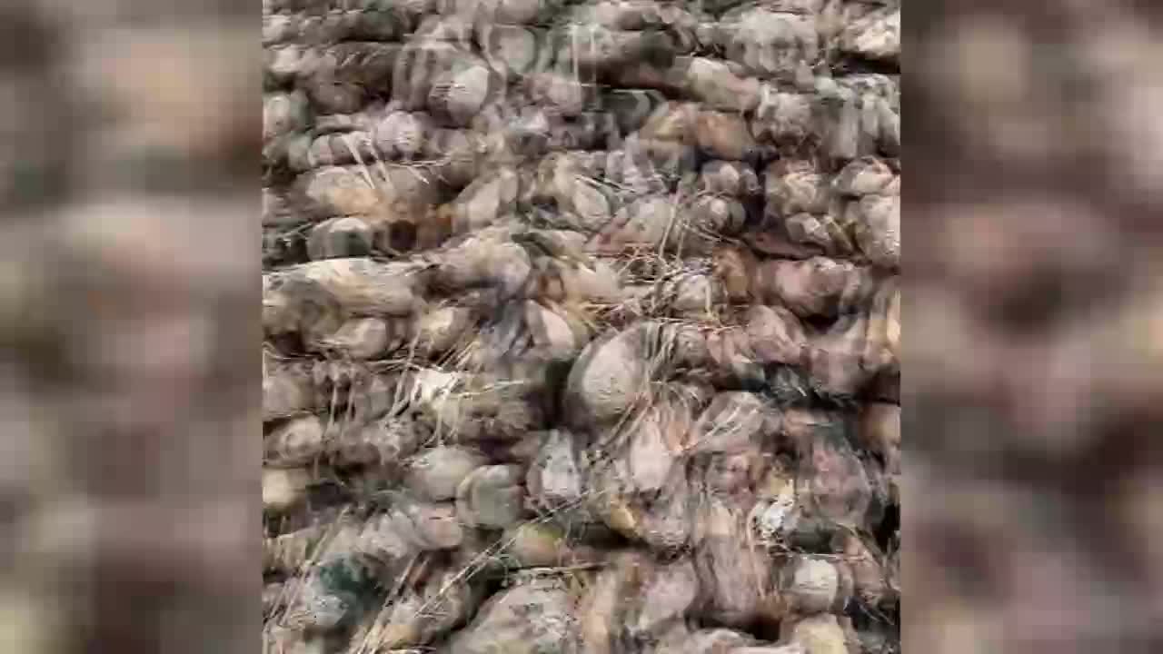ÇORUMLU PANCAR ÇİFTÇİSİ: "PANCAR 90 GÜN BEKLİYOR. 100 TON KOTAMIZ VARSA, 50 TONA DÜŞÜYOR. TON BAŞI ÖDEYECEKLERİ FİYATIN YÜZDE 33’Ü KADAR BİZE CEZA KESİYOR. BENİM 140 BİN LİRA CEZA KESİLİYOR”