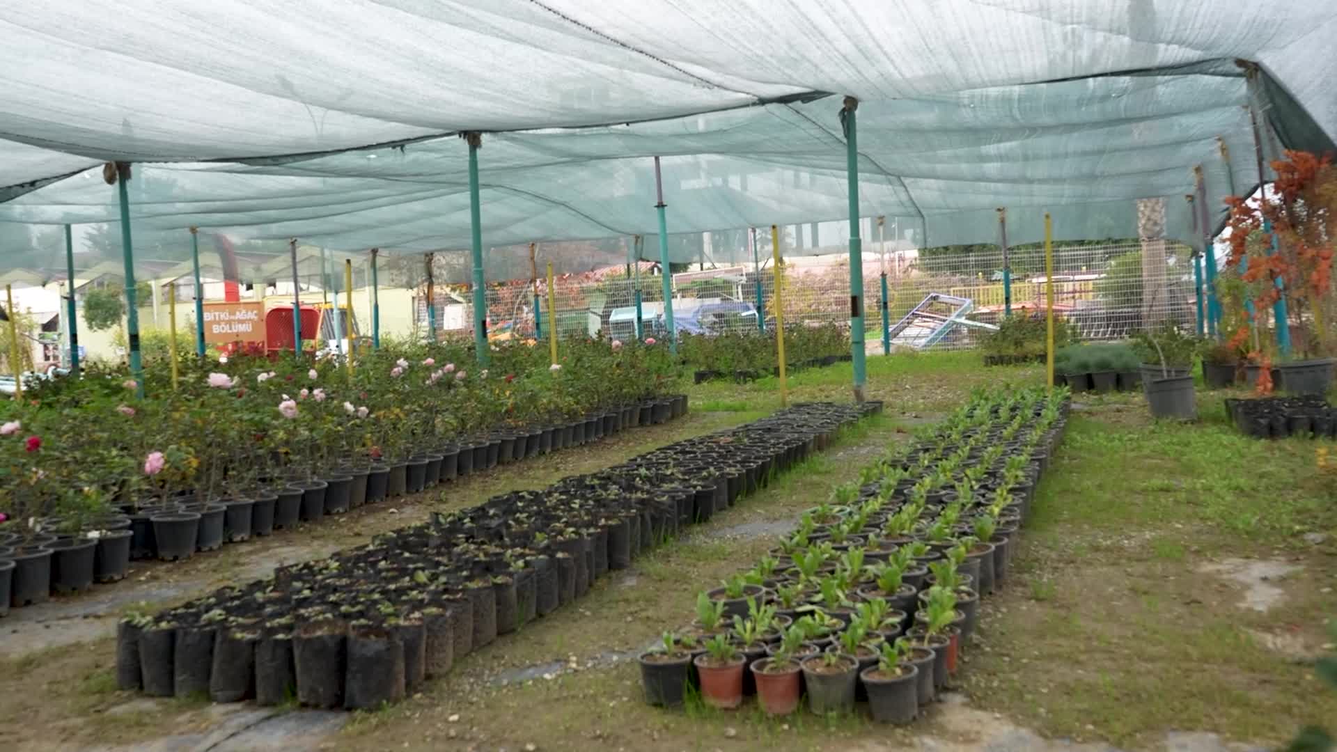 TARSUS BELEDİYESİ KENDİ ÜRETTİĞİ BİNLERCE FİDAN VE ÇİÇEK İLE KENTİ GÜZELLEŞTİRİYOR