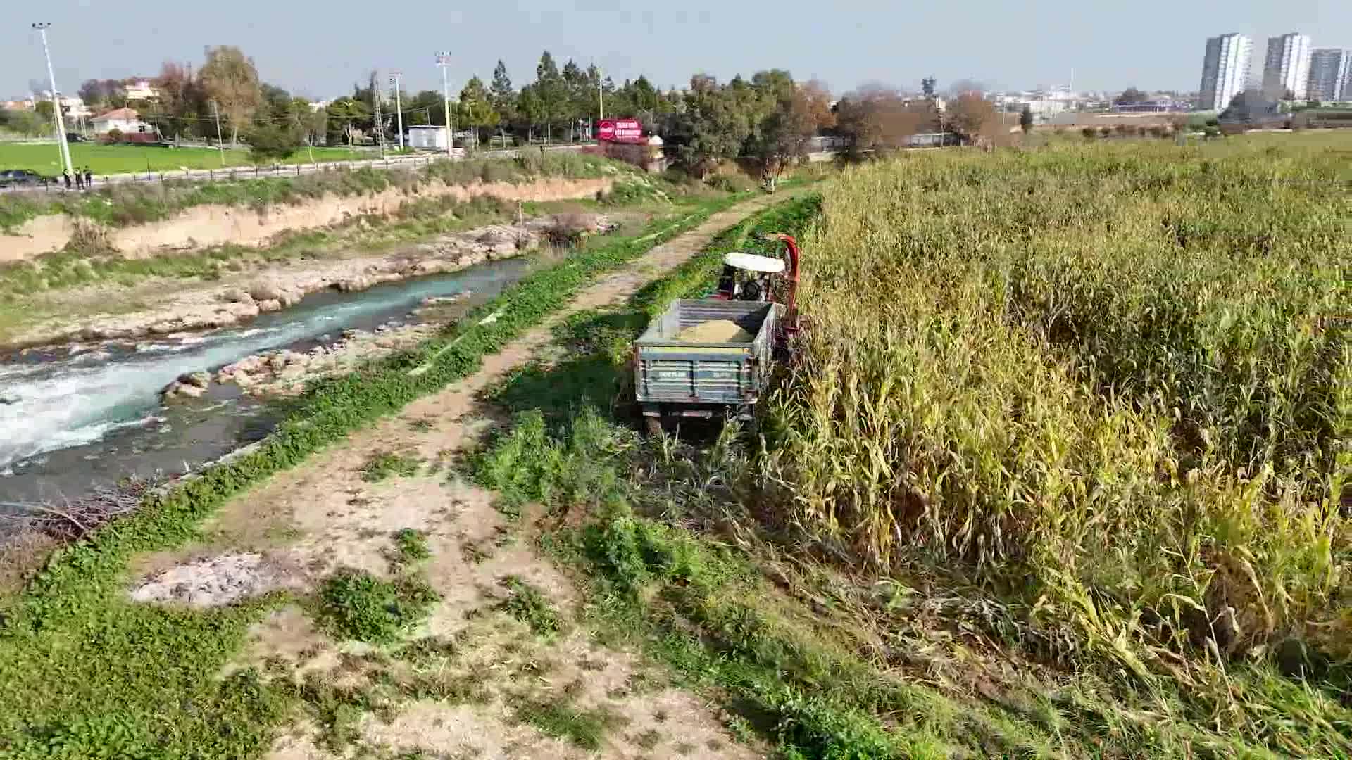 TARSUS BELEDİYESİ, ÜRETİCİLERE 50 TON SİLAJLIK MISIR DAĞITACAK