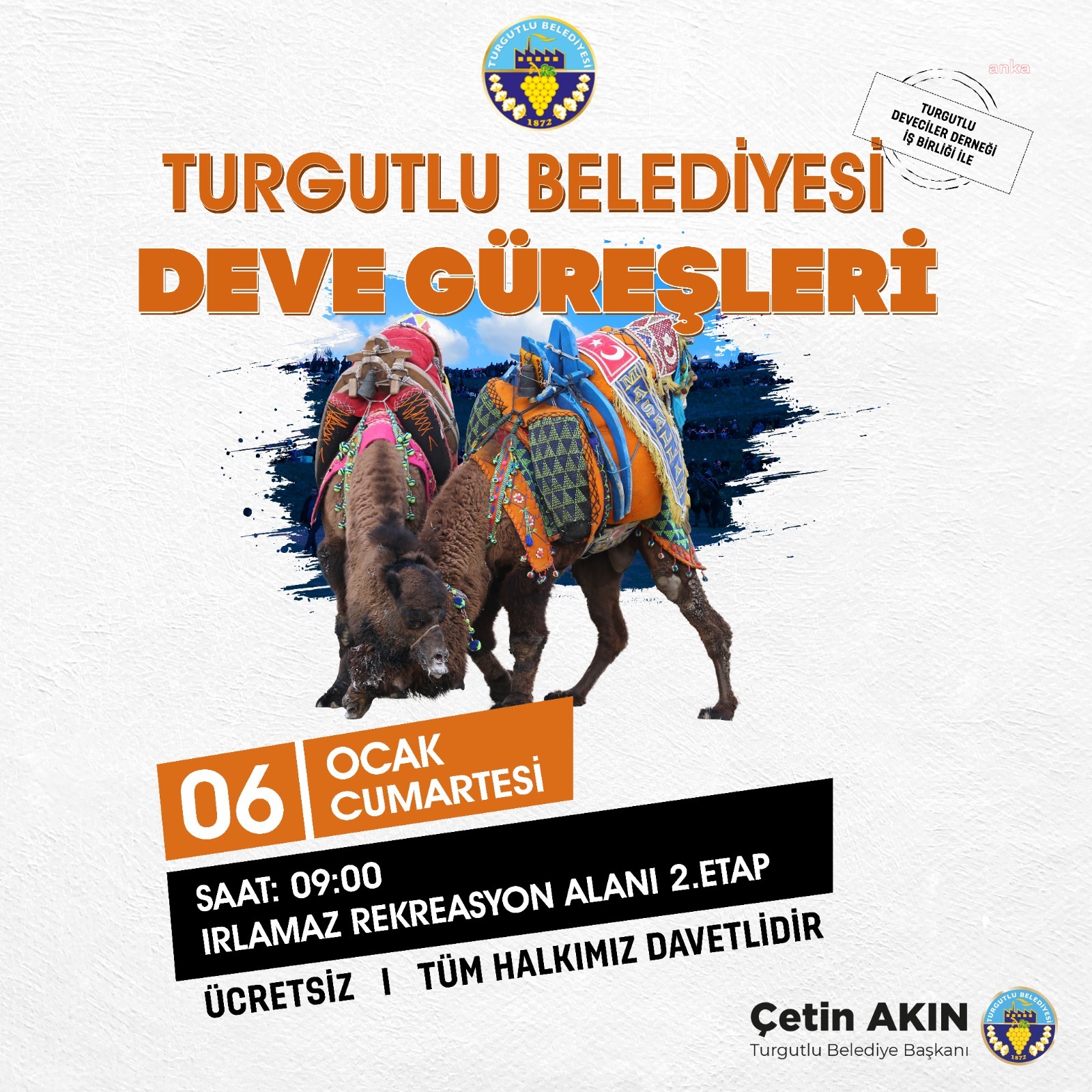 TURGUTLU BELEDİYESİ GELENEKSEL DEVE GÜREŞLERİ 6 OCAK CUMARTESİ YAPILACAK