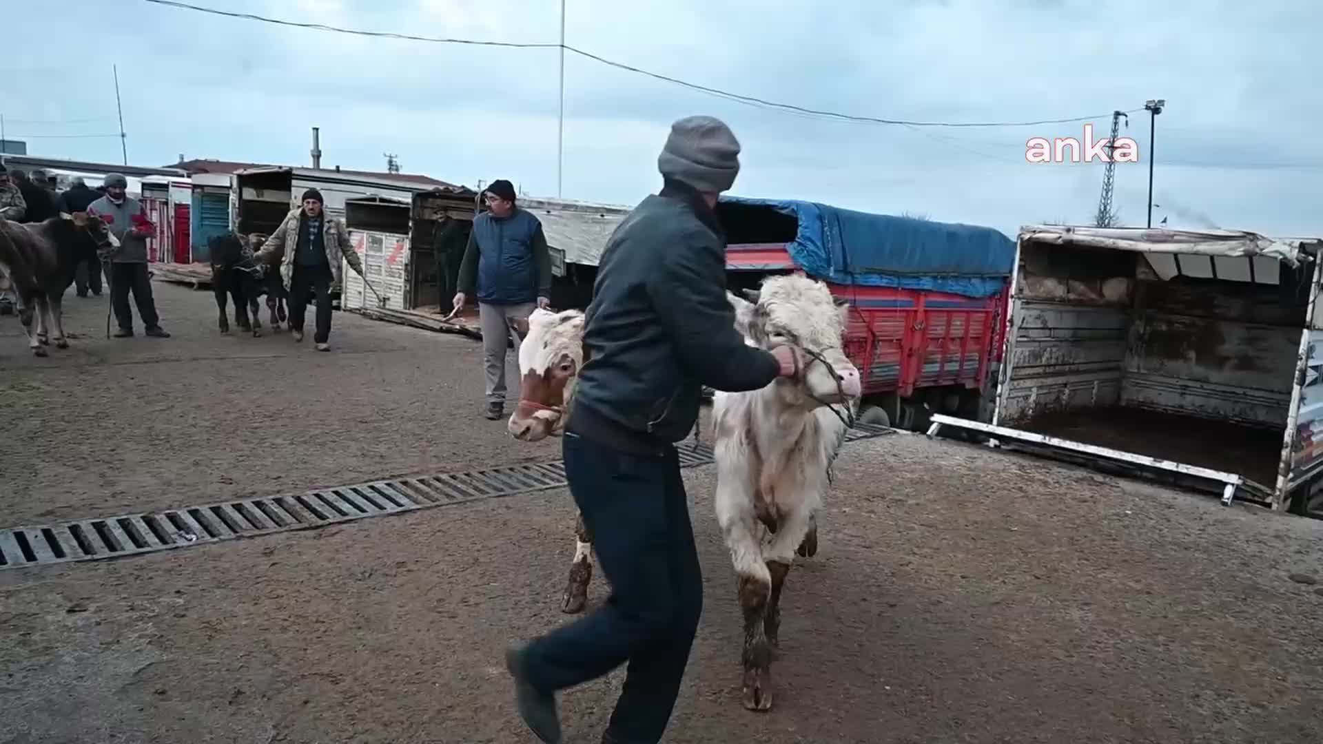 ŞAP ŞÜPHESİ İLE 3 İLDE CANLI HAYVAN PAZARI KAPANDI, YOZGAT'TA DENETİMLER ARTIRILDI