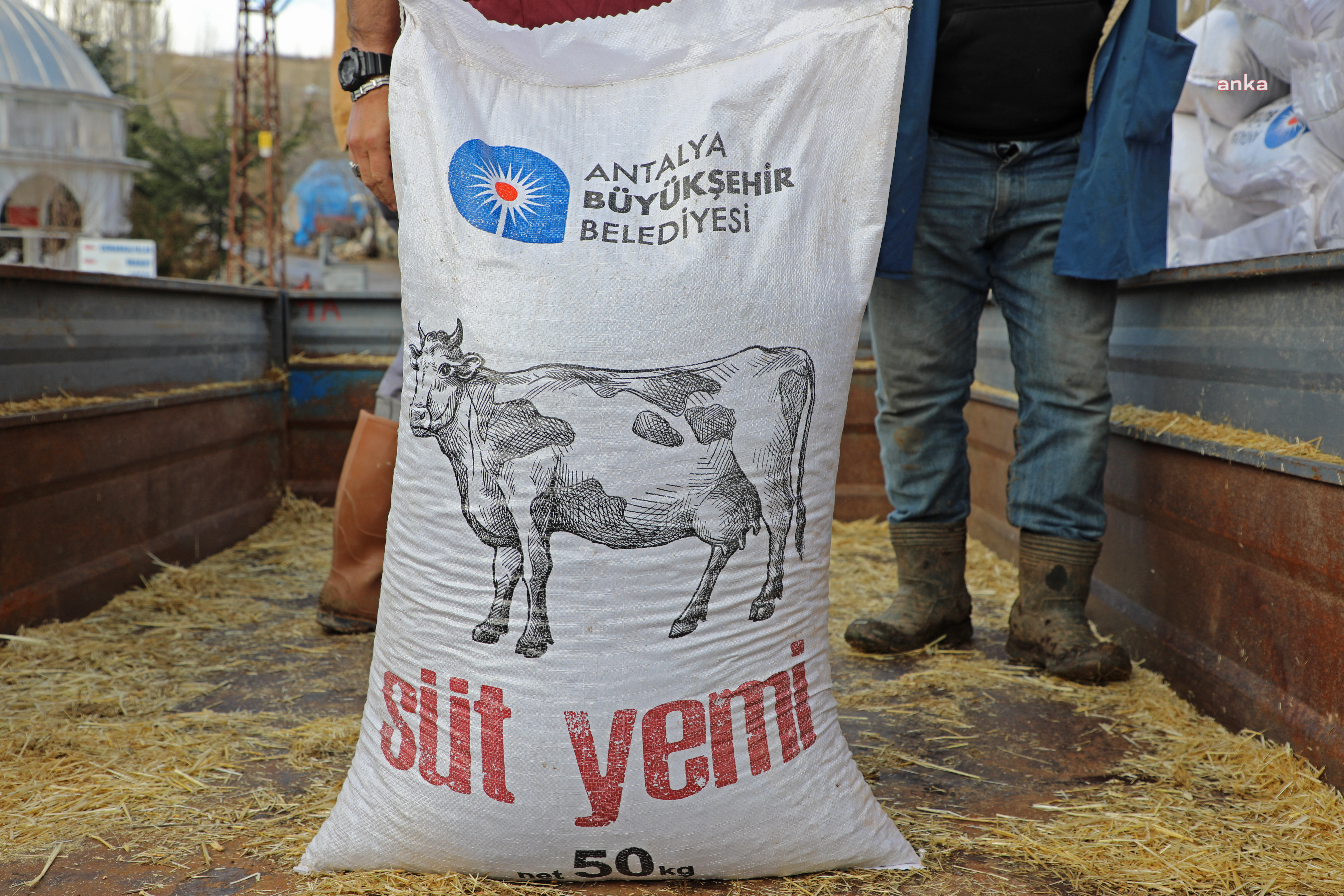 ANTALYA BÜYÜKŞEHİR ÜRETİCİLERE SÜT YEMİ DESTEĞİNE BAŞLADI