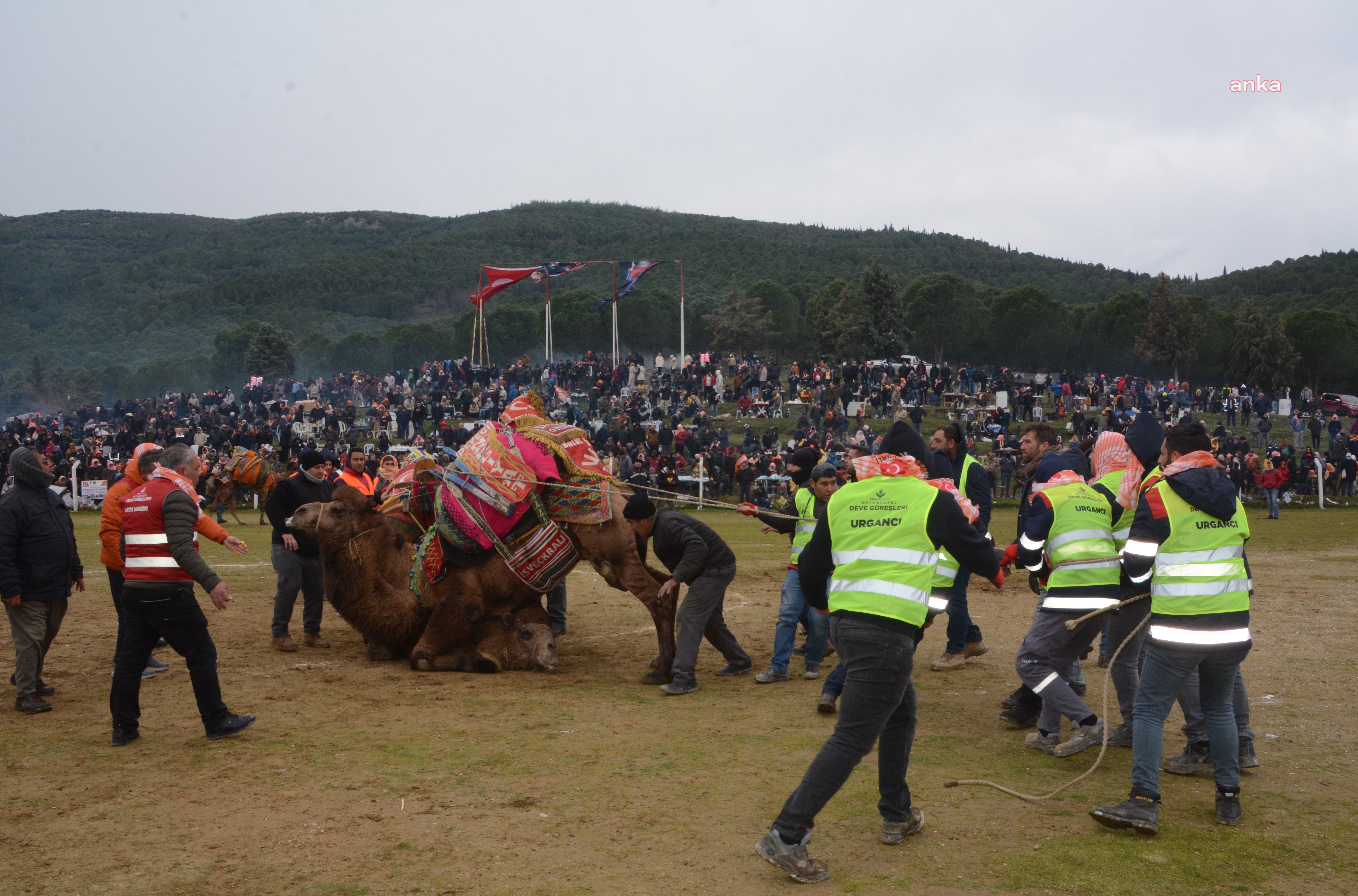 TORBALI DEVE GÜREŞLERİ FESTİVALİ TAMAMLANDI