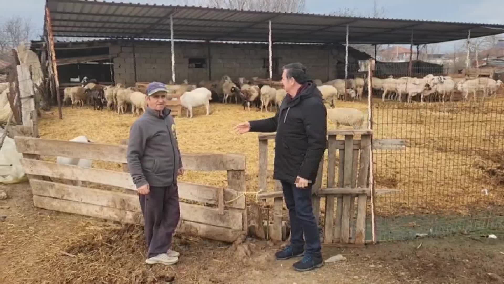 EDİRNELİ KÜÇÜKBAŞ HAYVAN ÜRETİCİSİ: “ALDIĞIM DESTEK KOYUNLARIN AŞI PARASINA YETMİYOR”