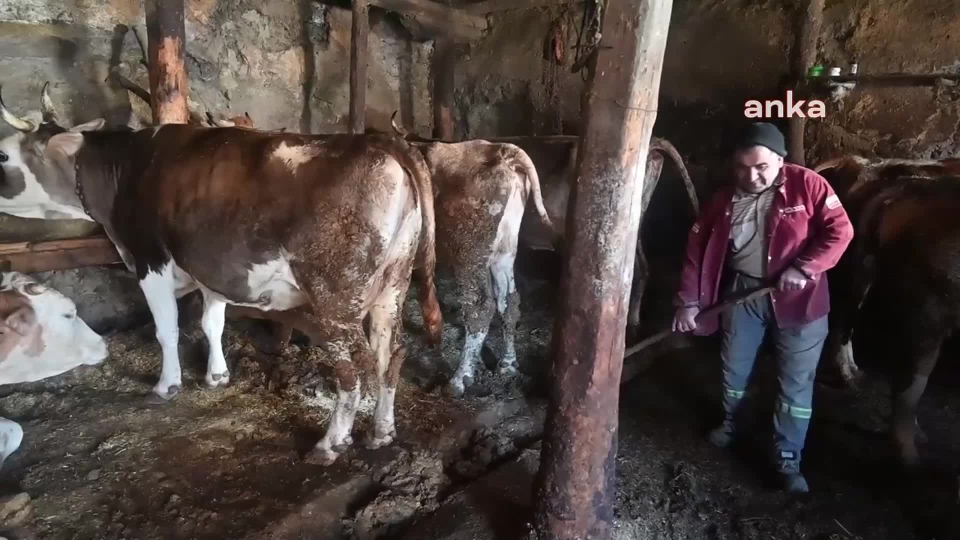 YOZGATLI BESİCİ ÜZEYİR KOÇ, ALIM GÜCÜ DARALAN EMEKLİ VE ASGARİ ÜCRETLİ MÜŞTERİLERİNE İNDİRİMLİ SÜT SATIYOR
