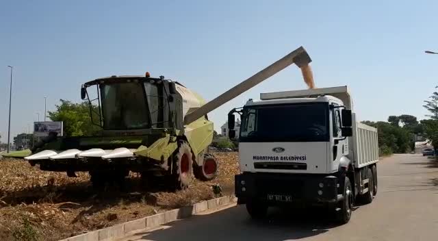 MURATPAŞA'DA MISIR HASADI