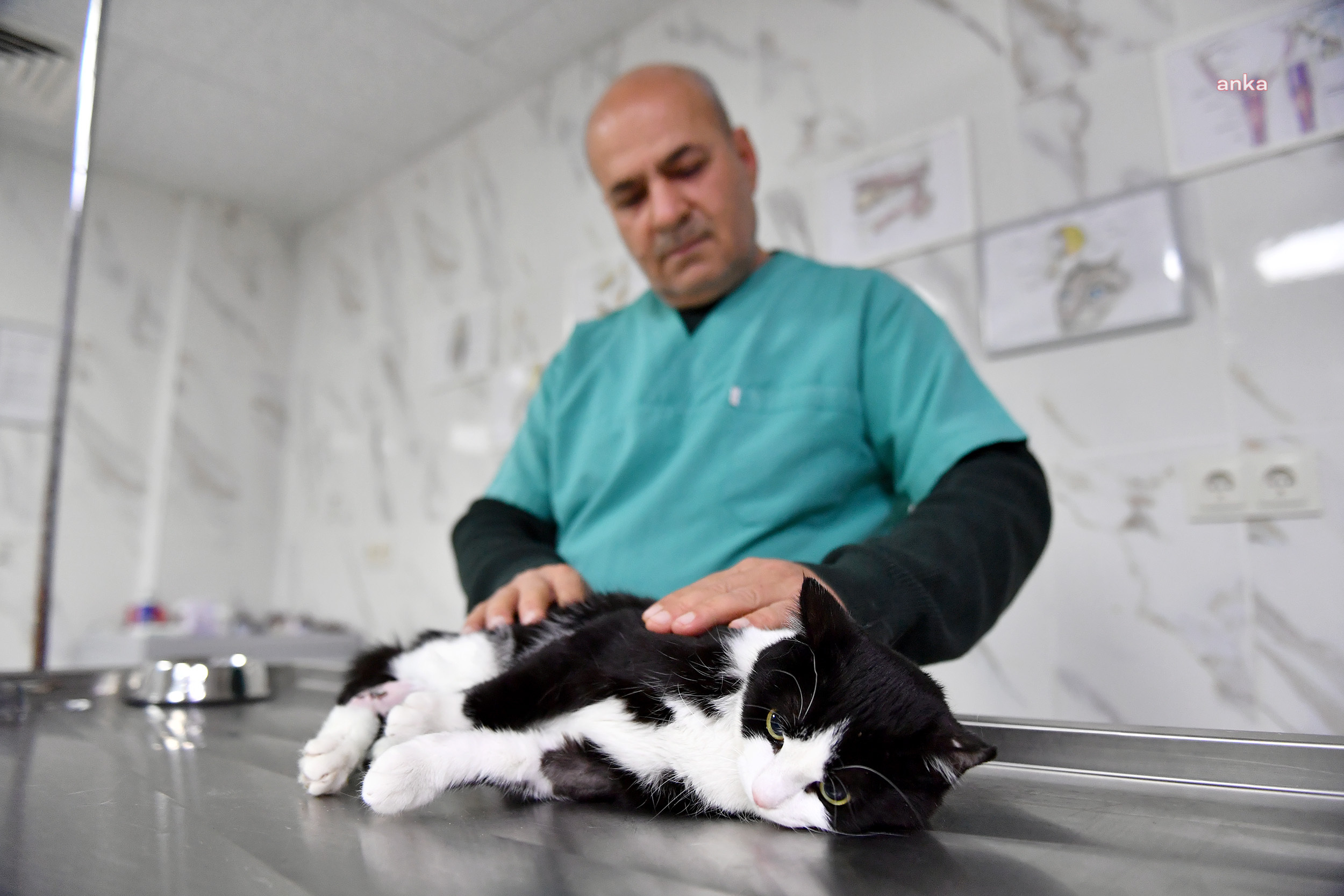 SAHİPSİZ YARALI KEDİYİ MERSİN BÜYÜKŞEHİR BELEDİYESİ’NİN VETERİNERLERİ İYİLEŞTİRDİ