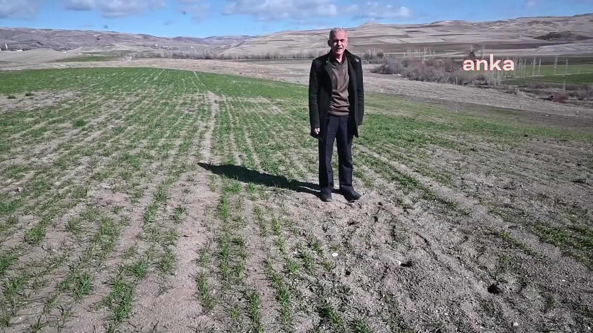 YOZGAT’TA HAVALARIN SICAK GİTMESİNE BAĞLI ARTAN TARLA FARESİ POPÜLASYONU TARIMSAL ÜRETİMİ TEHDİT EDİYOR