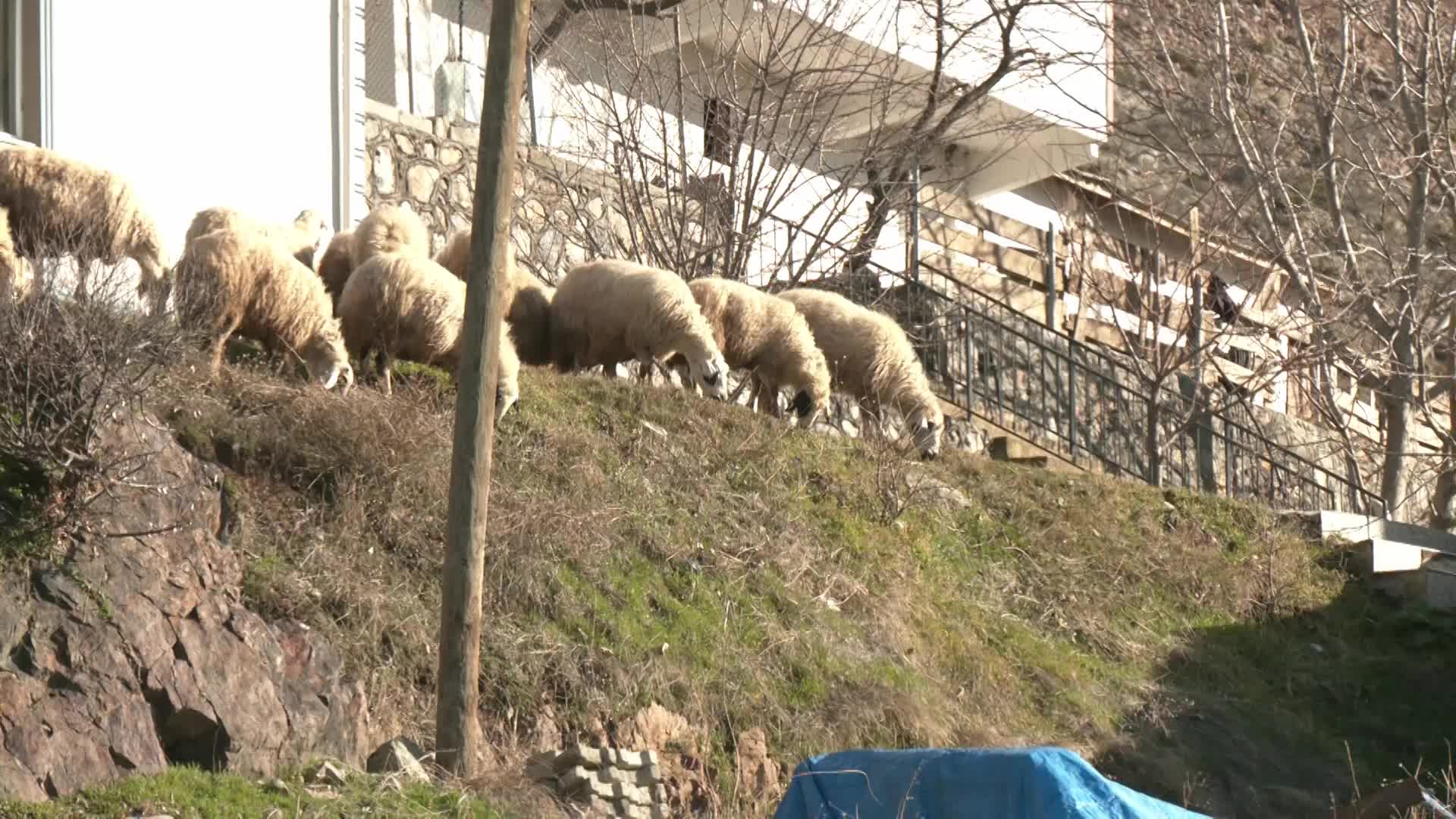 İLİÇ'TE MADENDE ÇALIŞTIKTAN SONRA TEKRAR HAYVANCILIĞA DÖNEN ÇİFTÇİ: "MADENDE ÇALIŞANLARIN ÇOĞU YERLİ, DAHA ÖNCE YAPTIKLARI HAYVANCILIKTI"