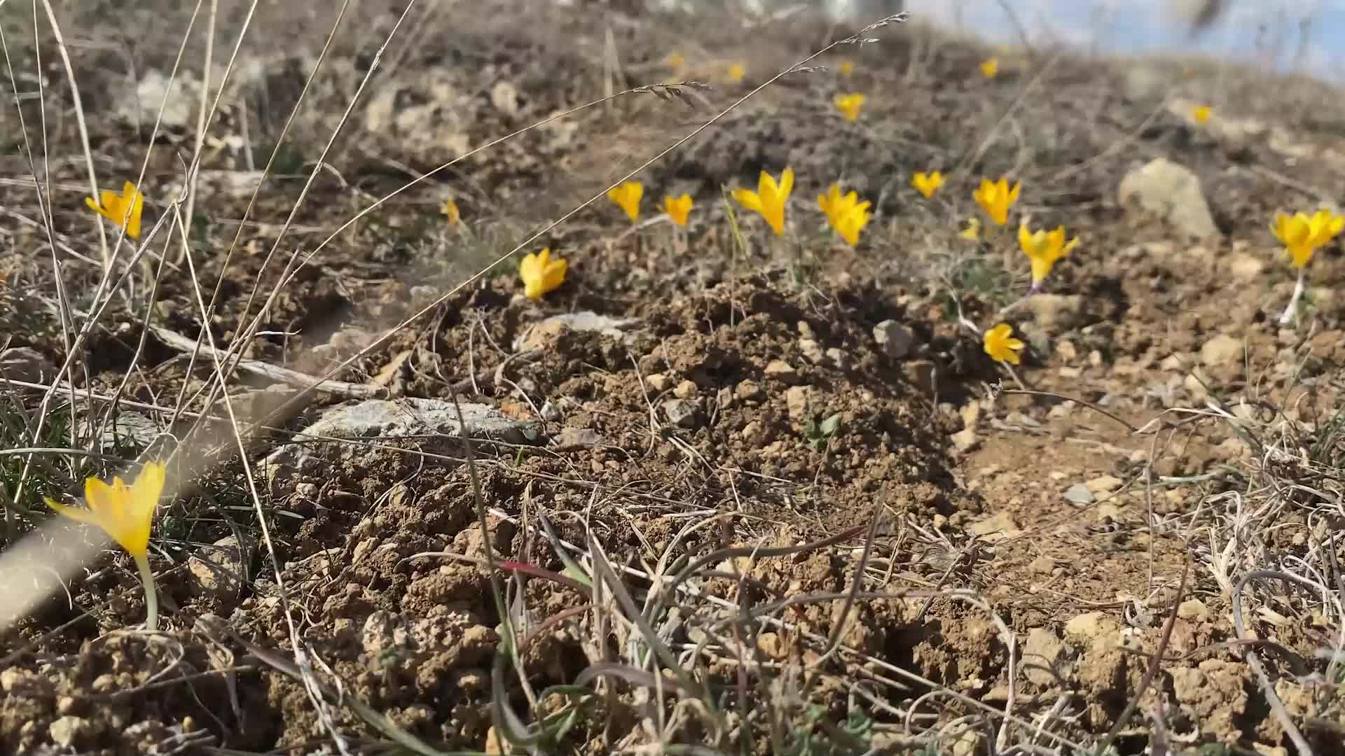 YOZGAT’TA HAVA SICAKLIĞININ MEVSİM NORMALLERİNİN ÜZERİNDE SEYRETMESİ NEDENİYLE BADEM AĞAÇLARI ÇİÇEK AÇTI