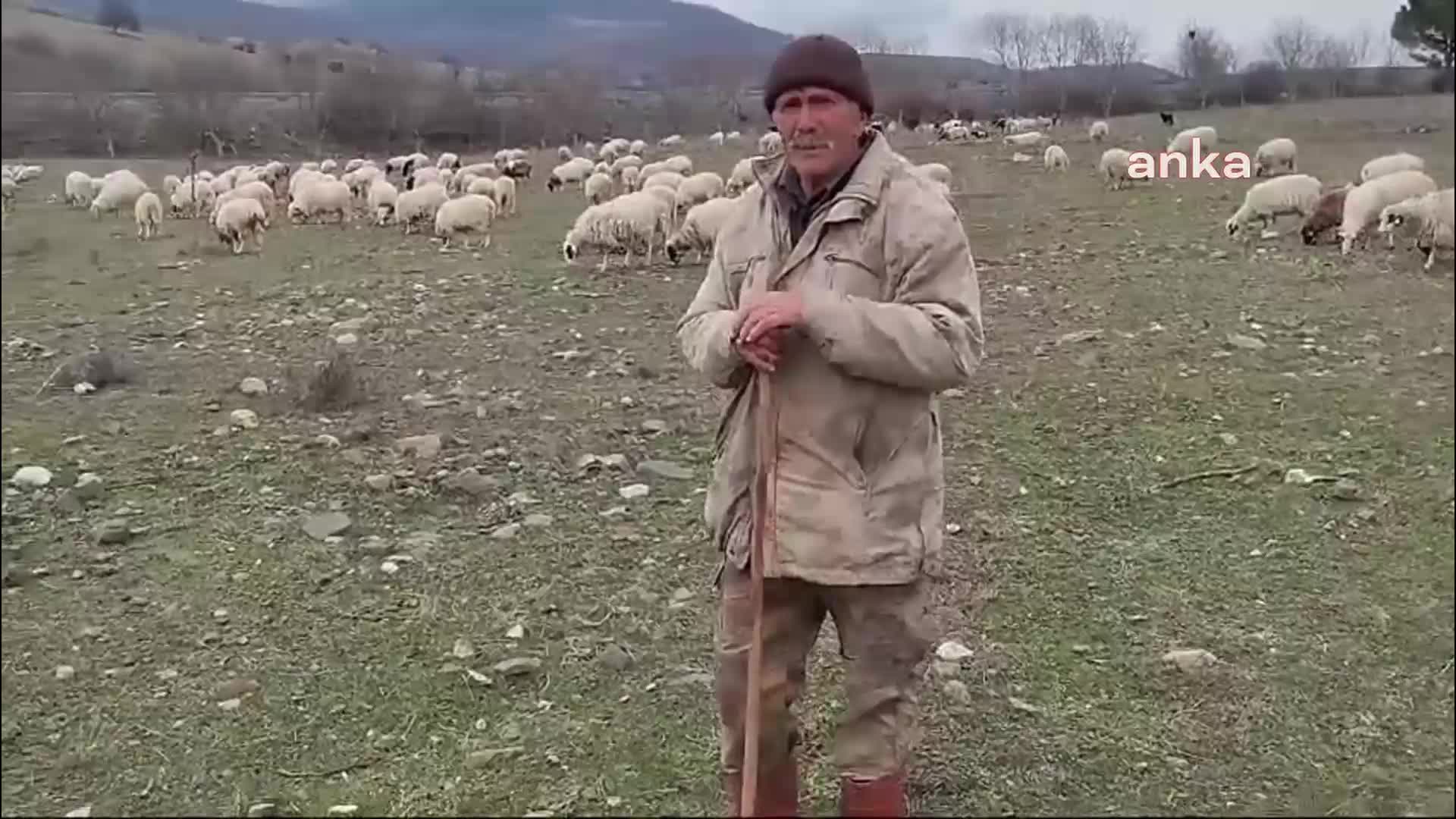 AMASYA ÇAMBÜKÜ'NDE HAYVANCILIK YAPAN HASAN DÖNMEZ, KURULMAK İSTENEN OSB'YE TEPKİ GÖSTERDİ: "DERDİMİZE ÇARE BULAMIYORUZ"