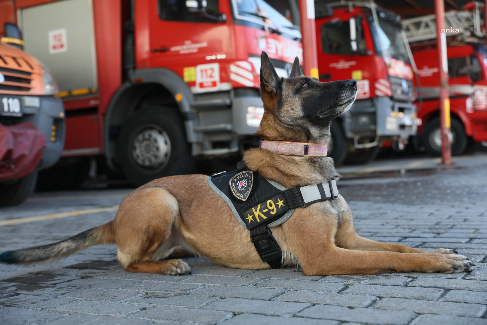 AYDIN BÜYÜKŞEHİR BELEDİYESİ’NİN ARAMA-KURTARMA KÖPEĞİ ‘ZEYNA’DAN BÜYÜK BAŞARI