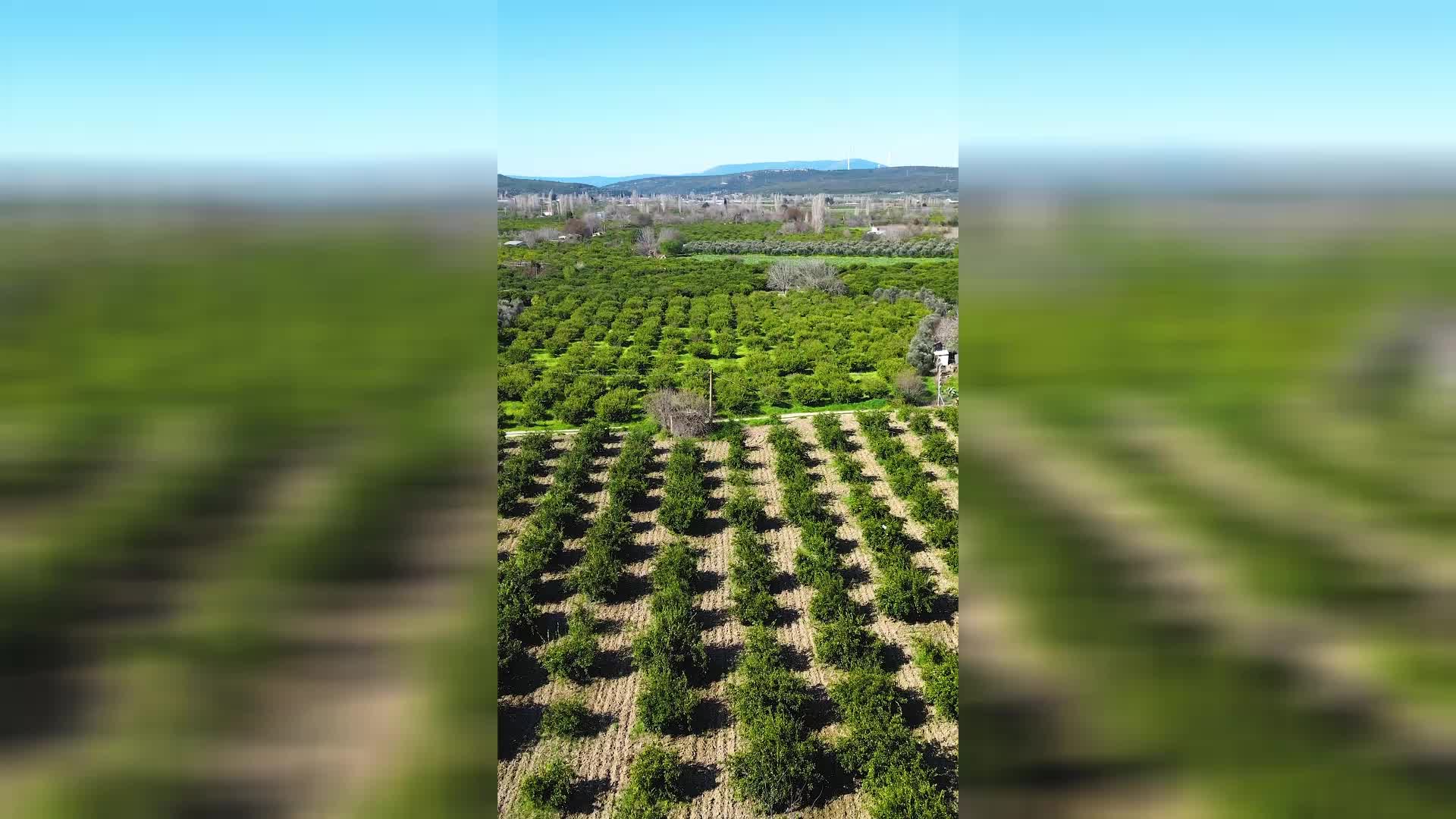 SEFERİHİSAR BELEDİYESİ'NDEN ÇİFTÇİYE 1000 TL’LİK SULAMA DESTEĞİ